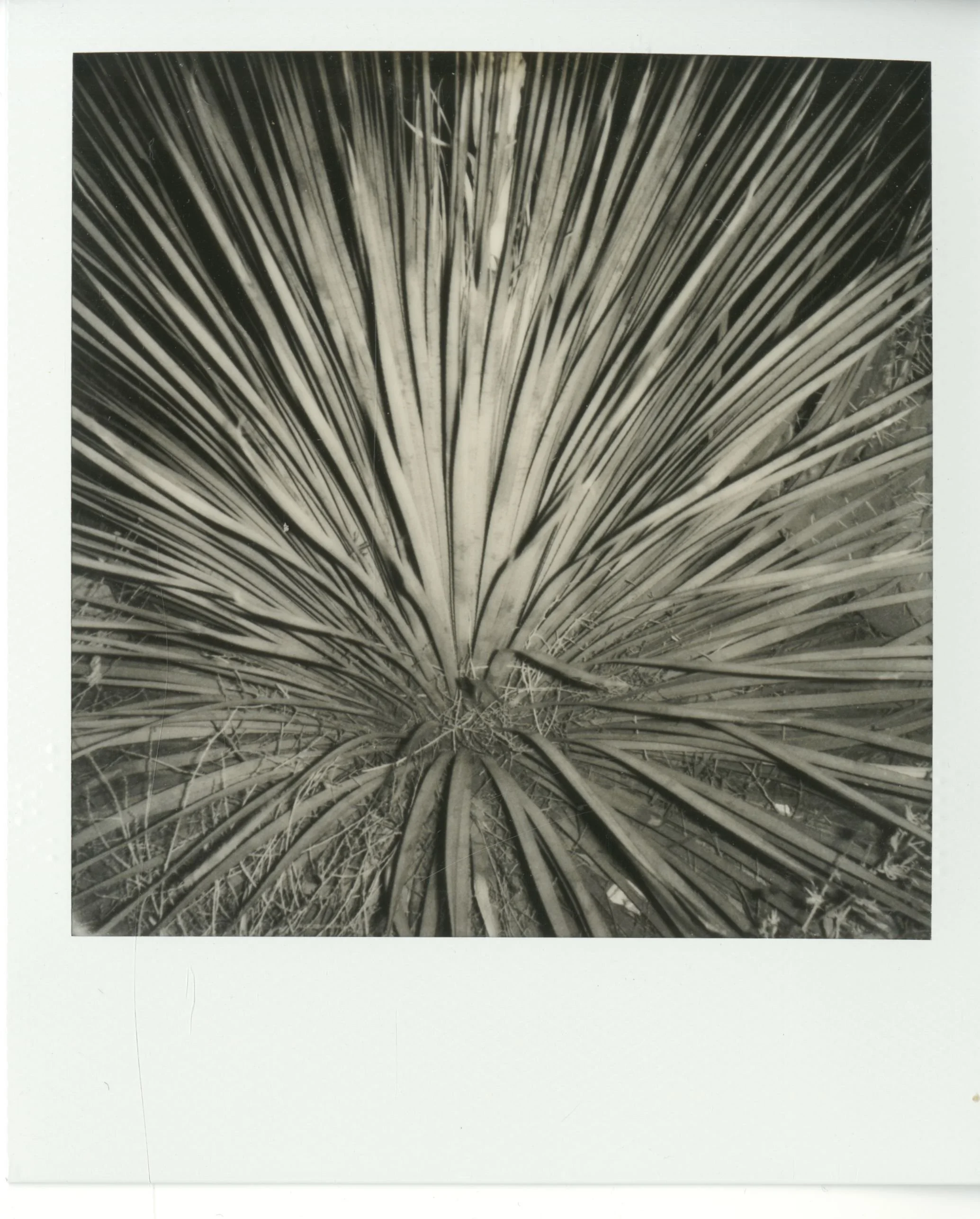 polaroid (100).jpg