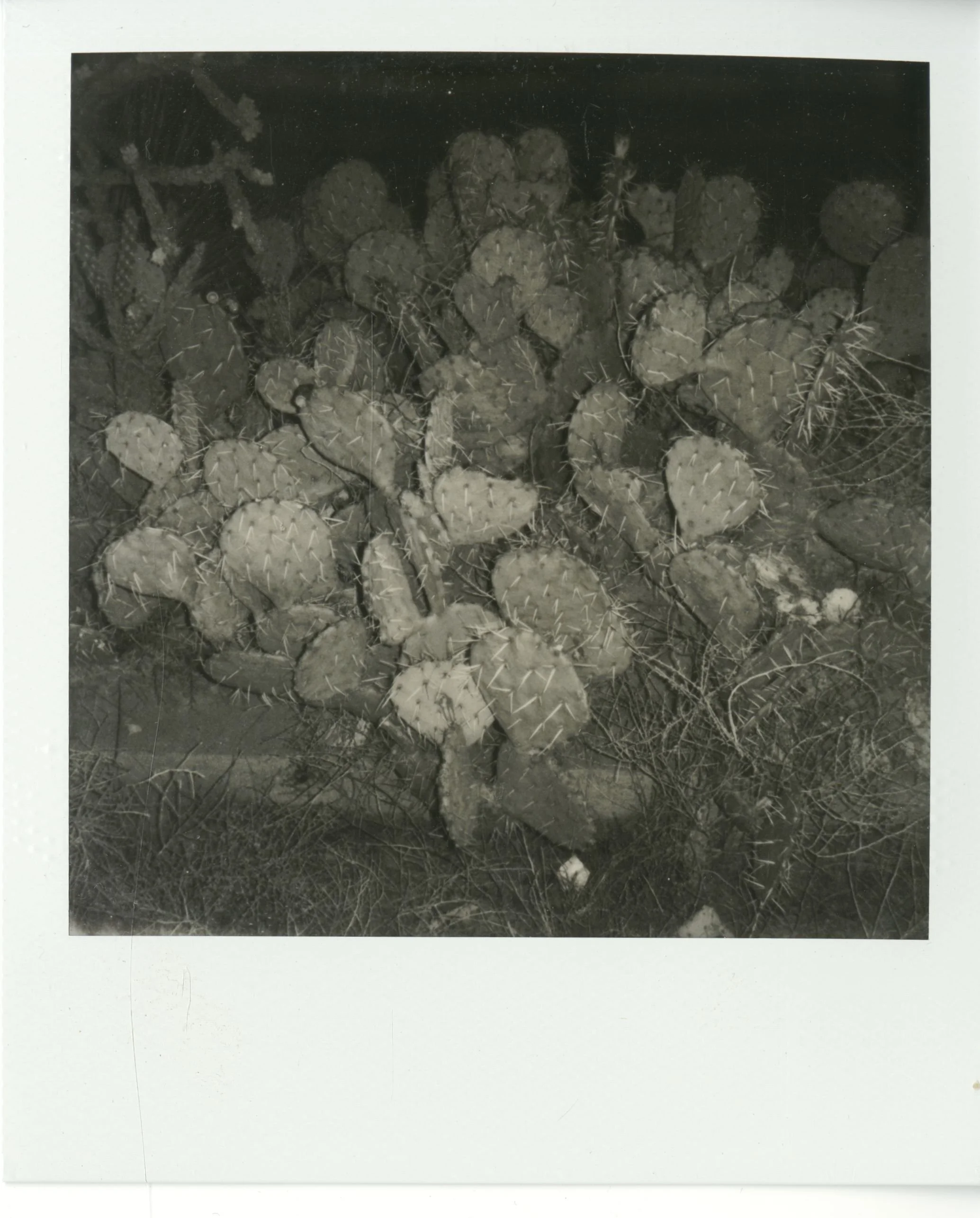 polaroid (118).jpg