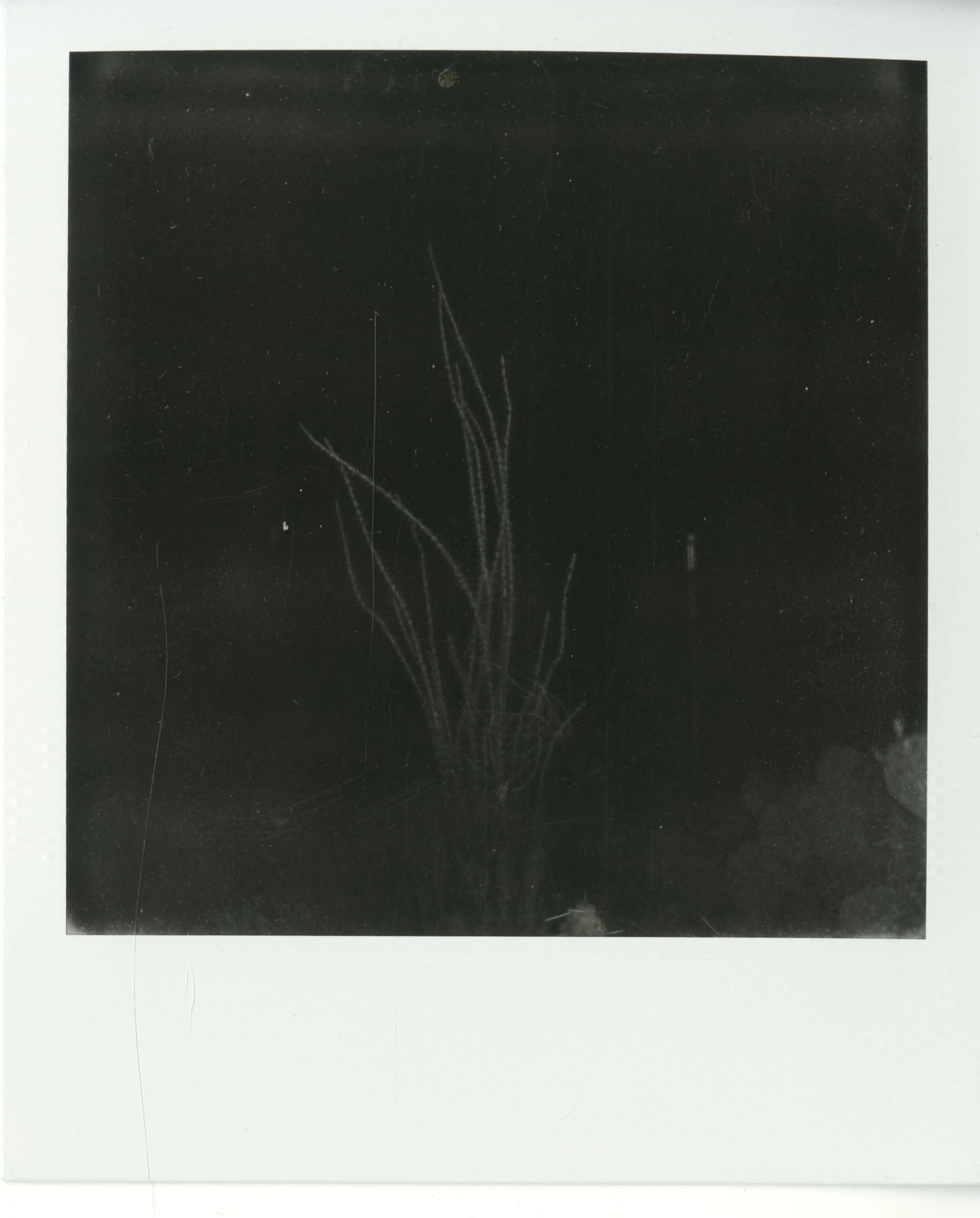 polaroid (127).jpg