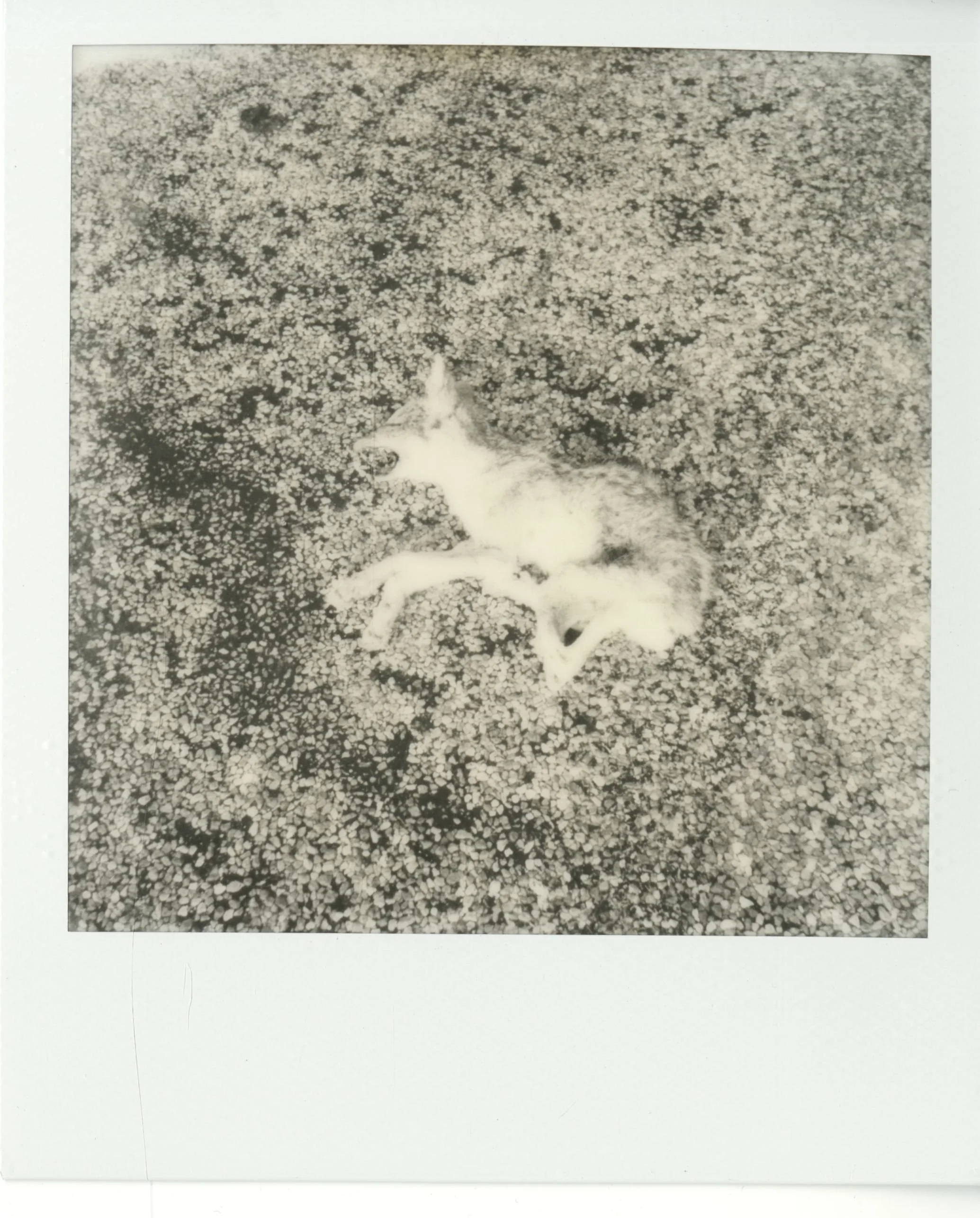 polaroid (148).jpg