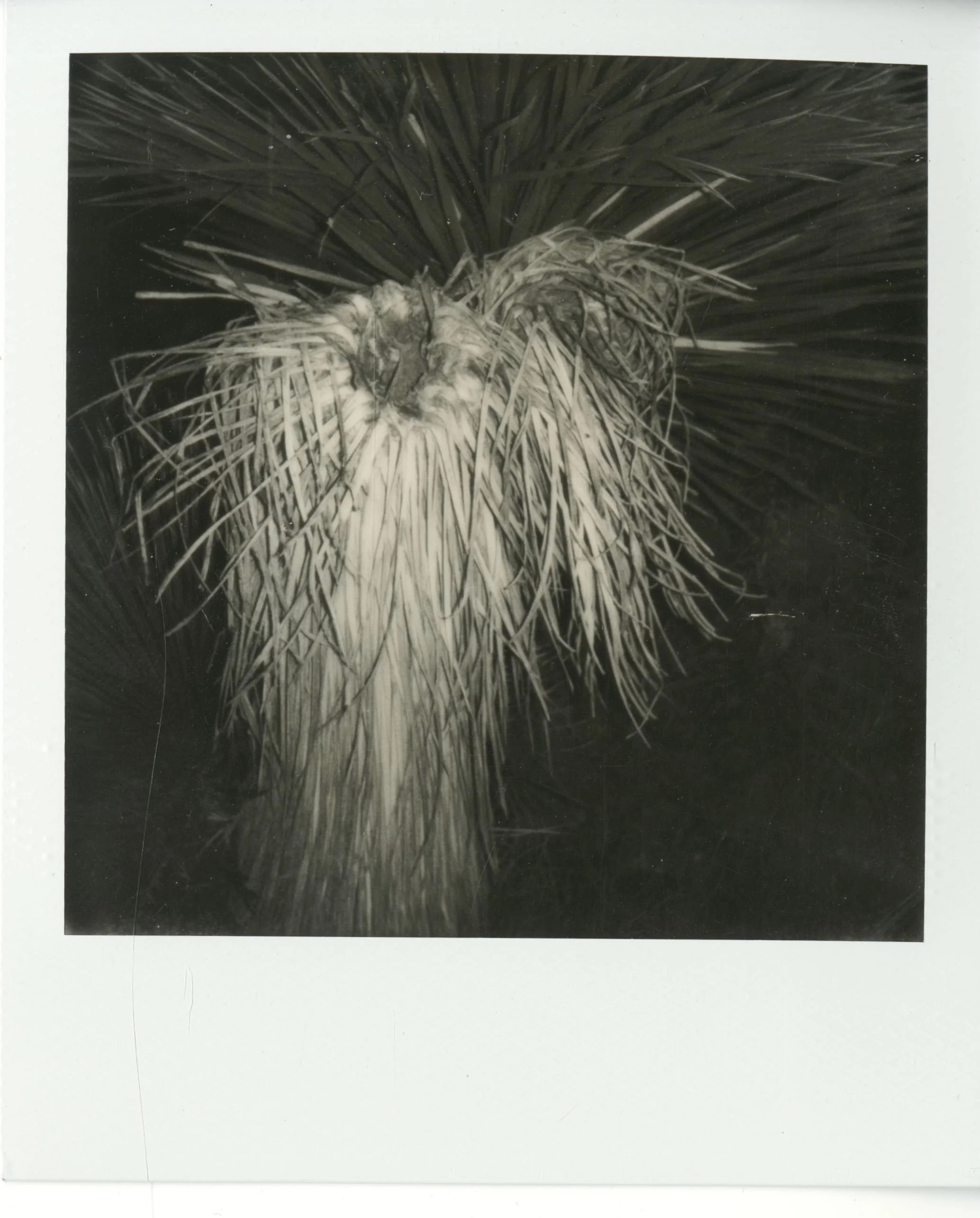 polaroid (157).jpg