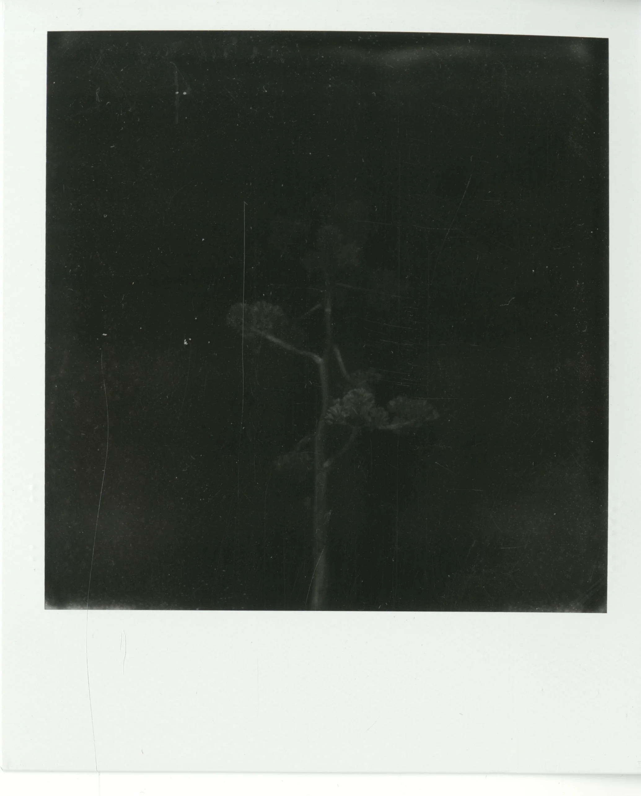 polaroid (163).jpg