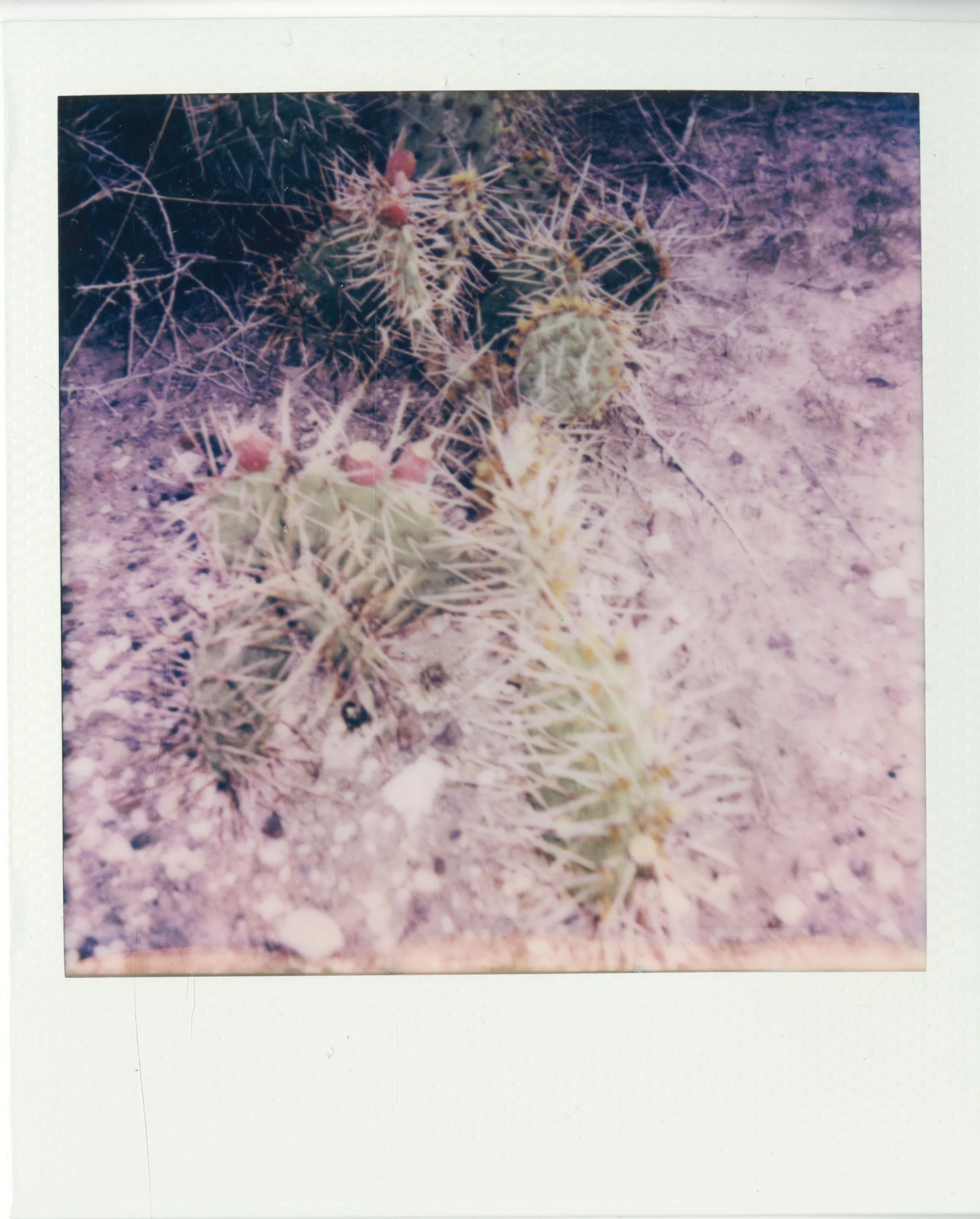 polaroid (180).jpg