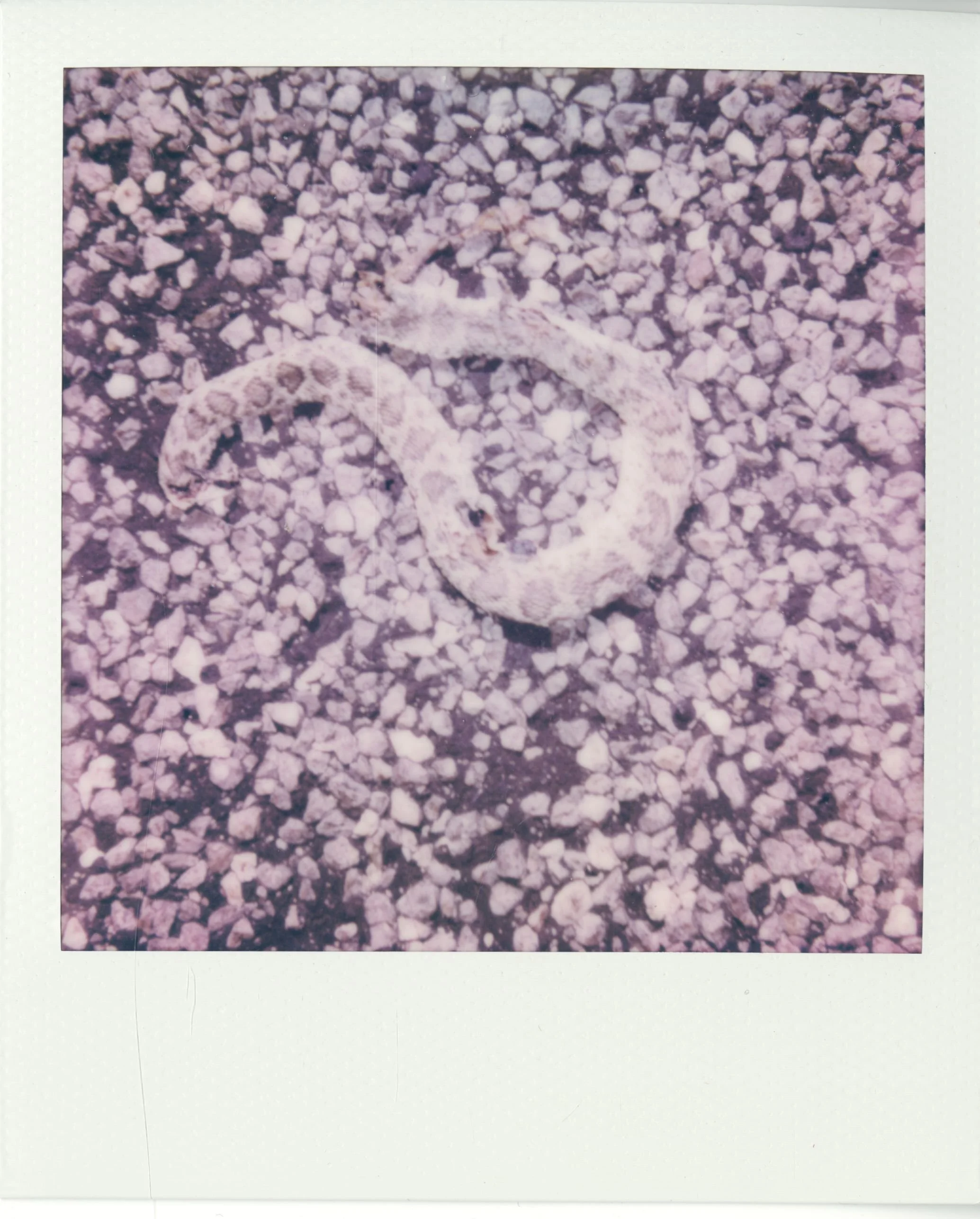 polaroid (186).jpg