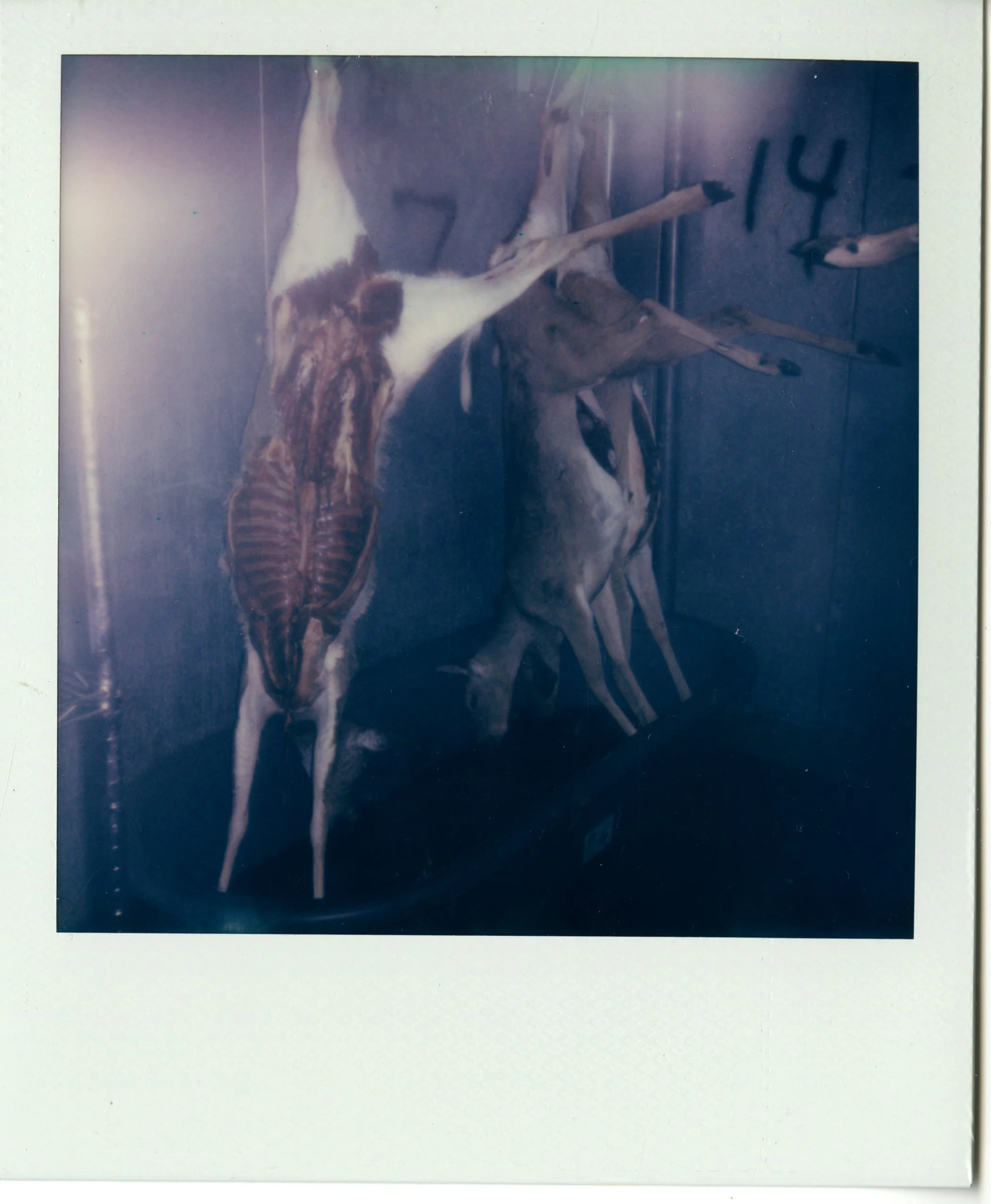 img029.jpg