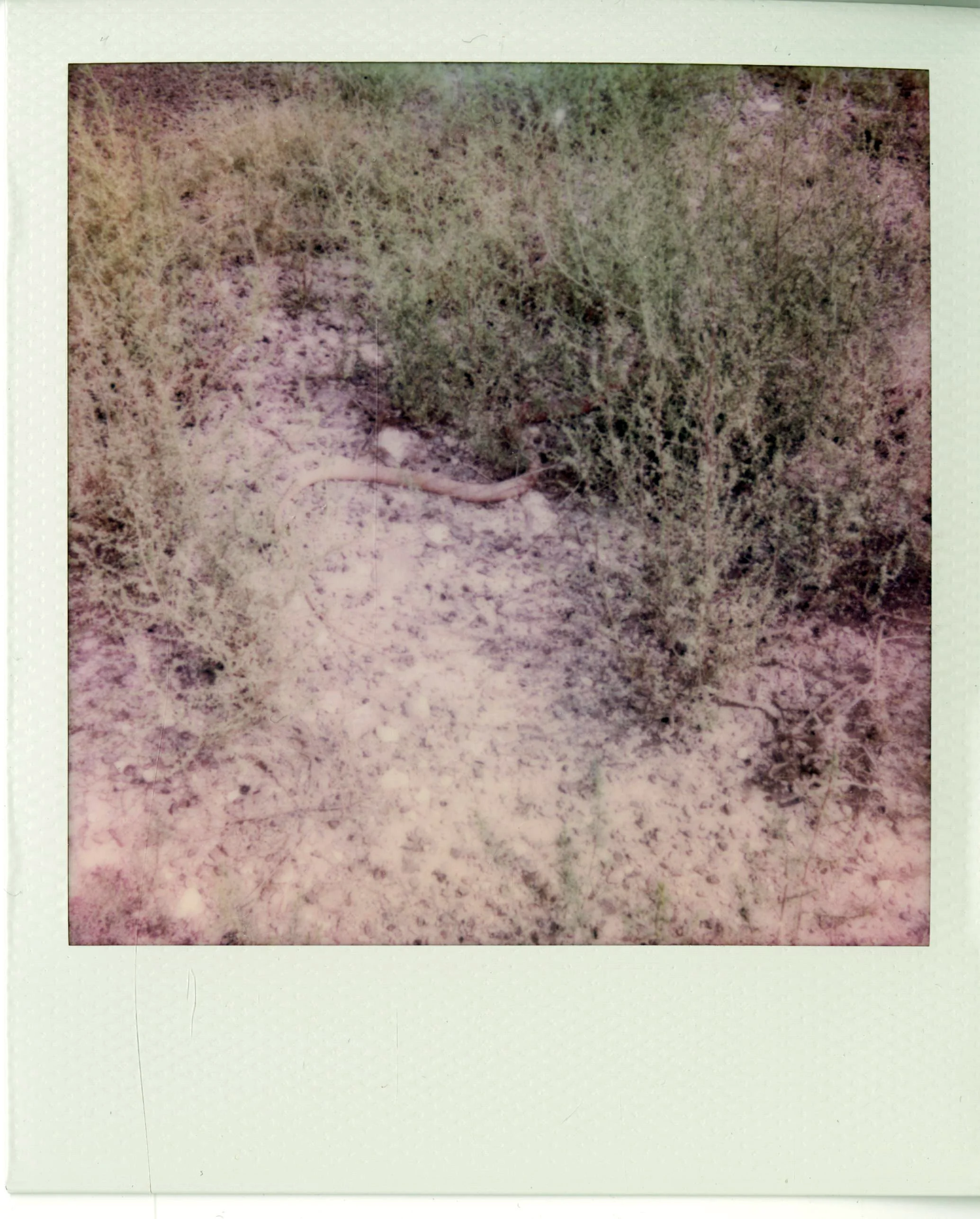 polaroid (166).jpg