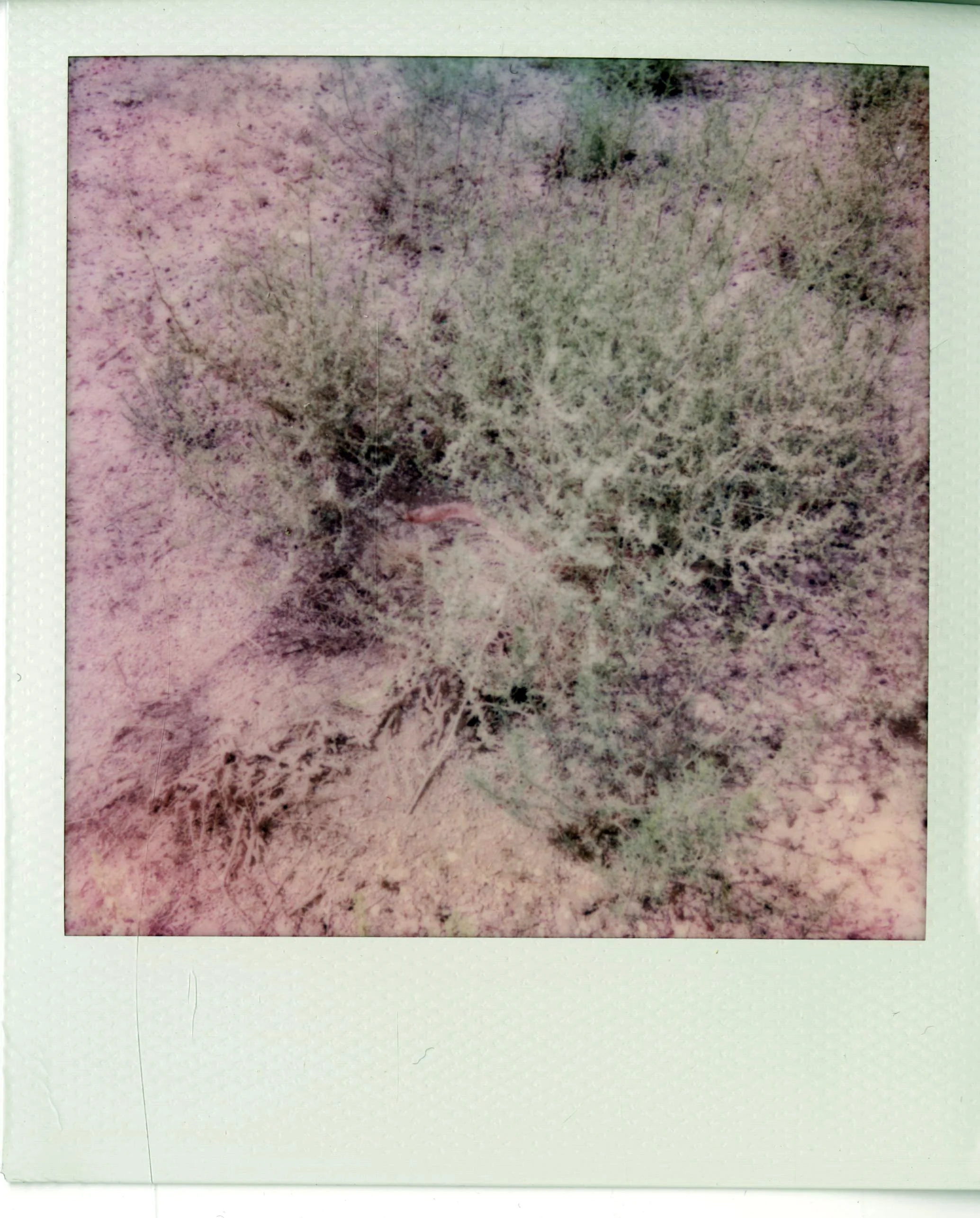 polaroid (167).jpg