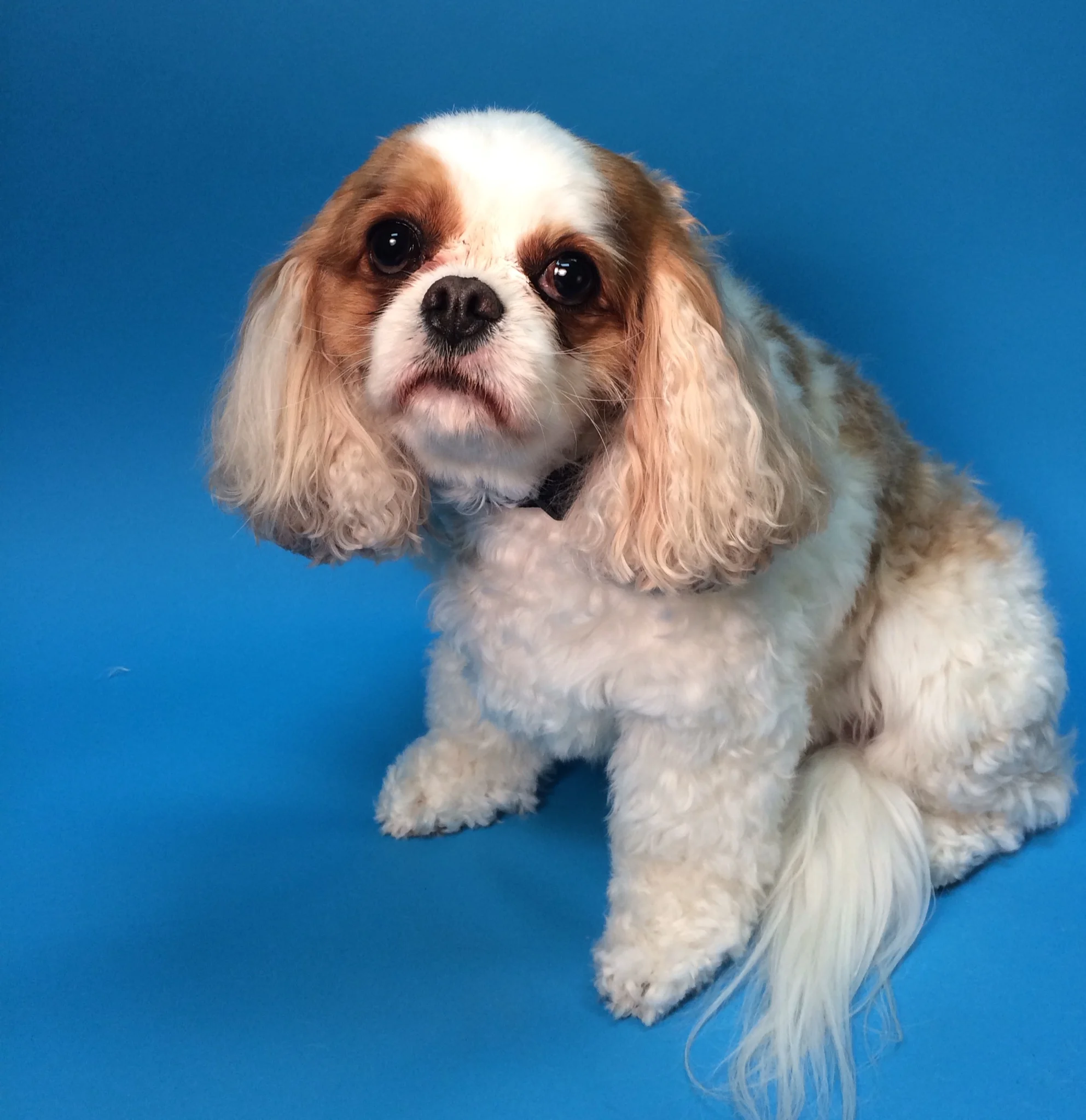  Bitsey: "What, no spa at the Trimnasium this week? &nbsp;That is so sad." 