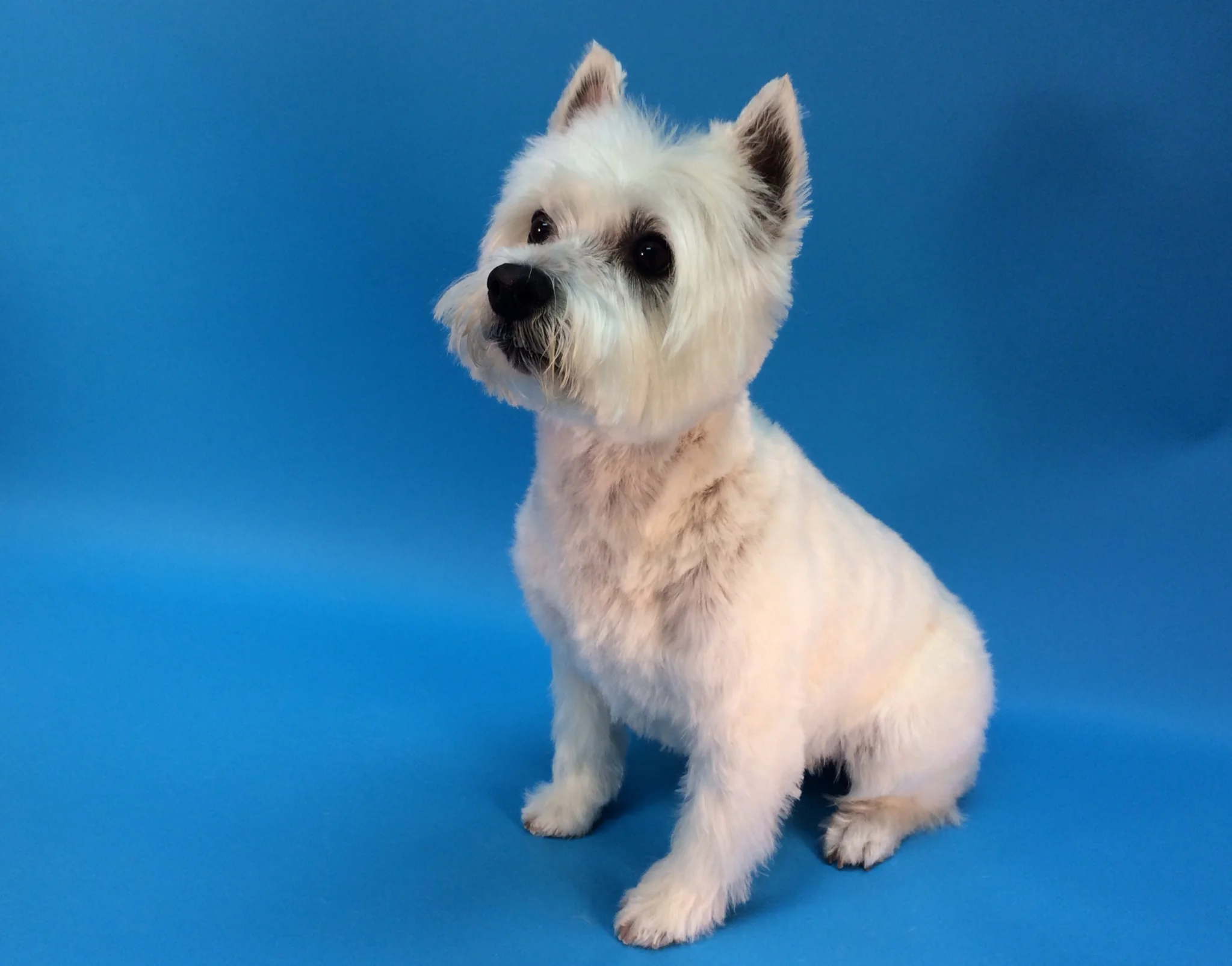  Daniel: &nbsp;"PLEASE, may I go to see Joanne at the Trimnasium?" &nbsp;I promise to be good. 