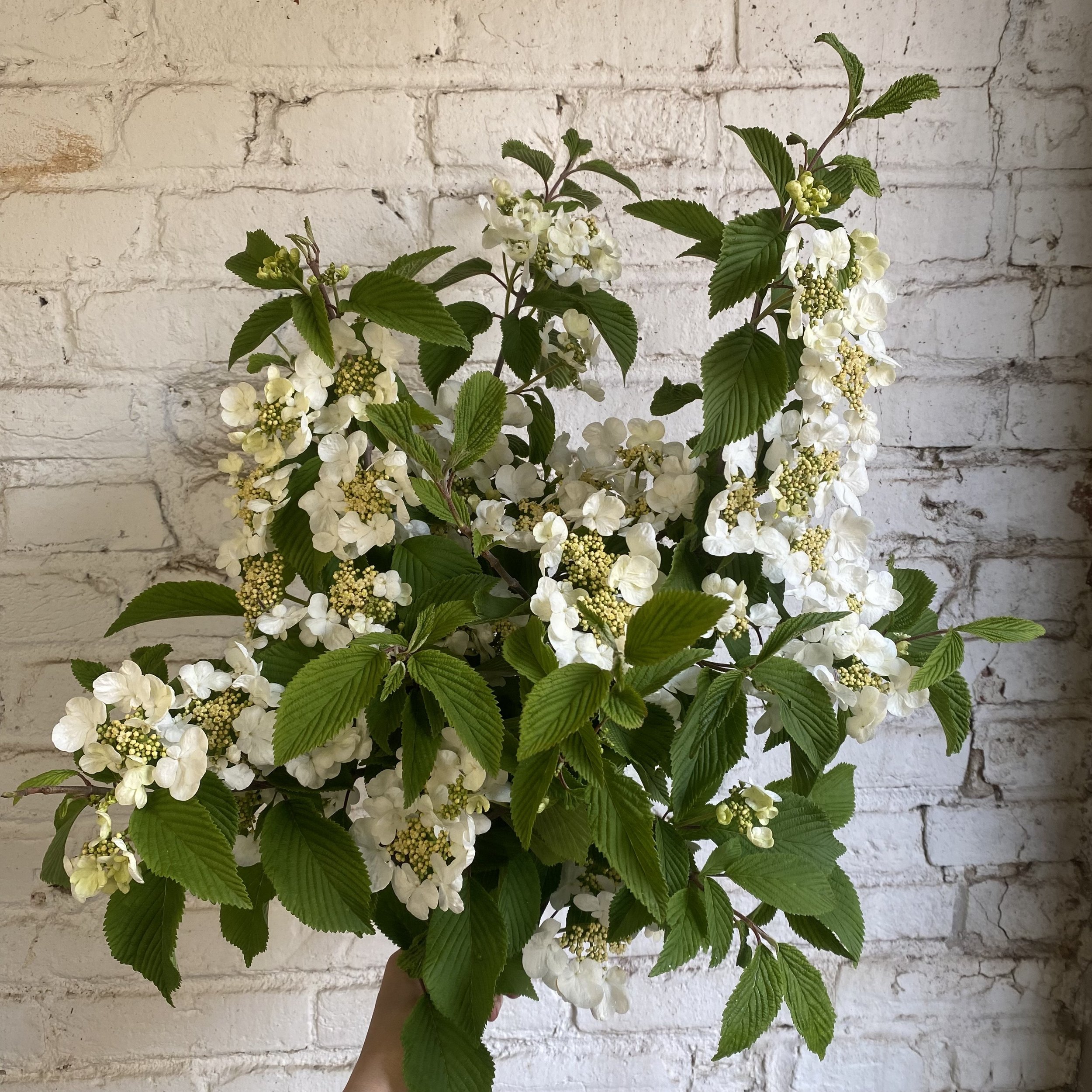 Viburnum 1.jpeg
