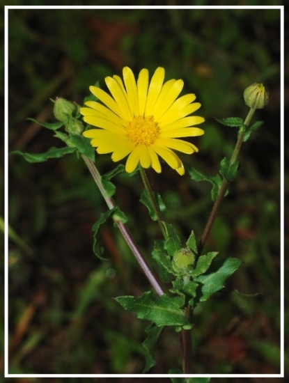 Featured herb profile: Calendula Flower Calendula officinalis