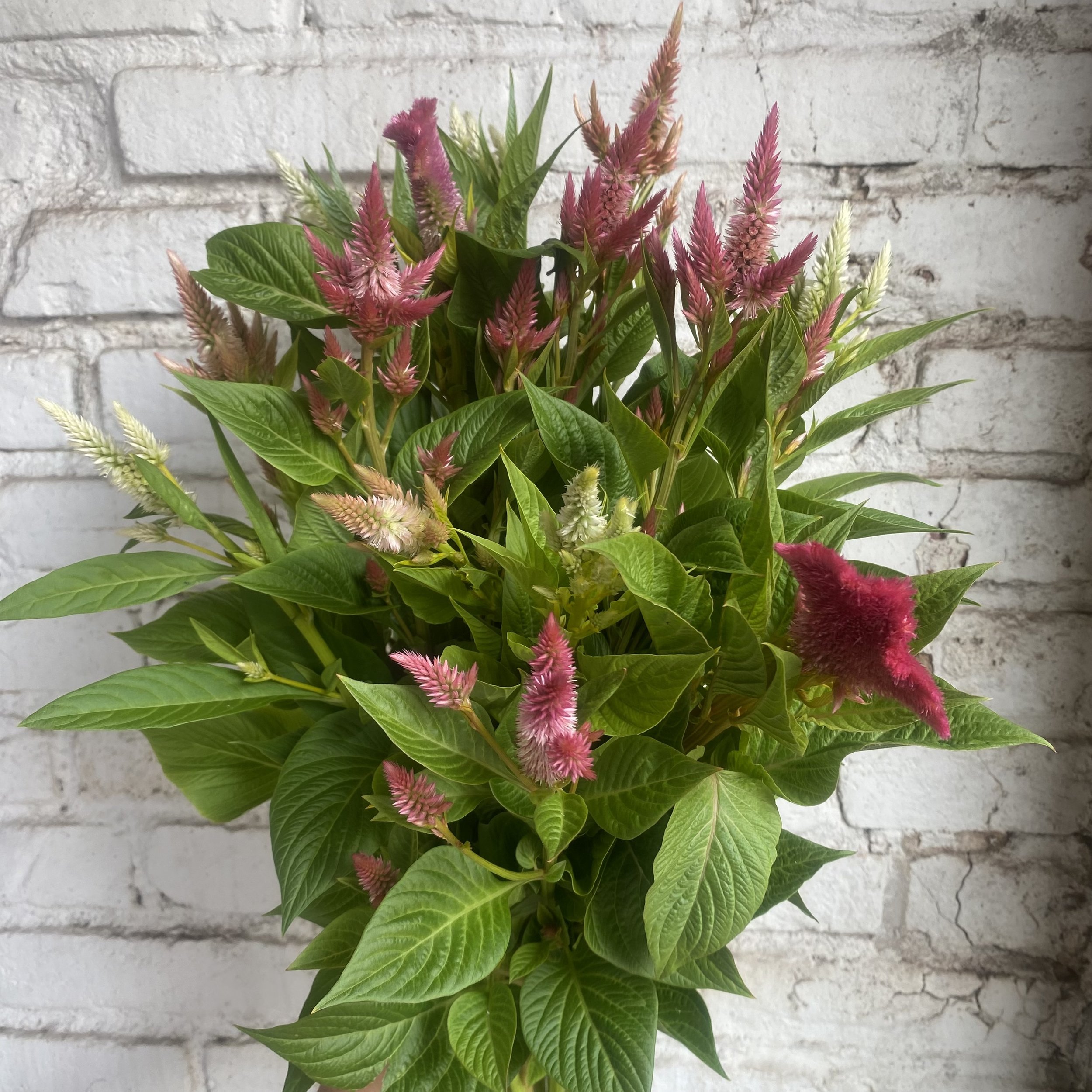 Celosia bouquet.jpg