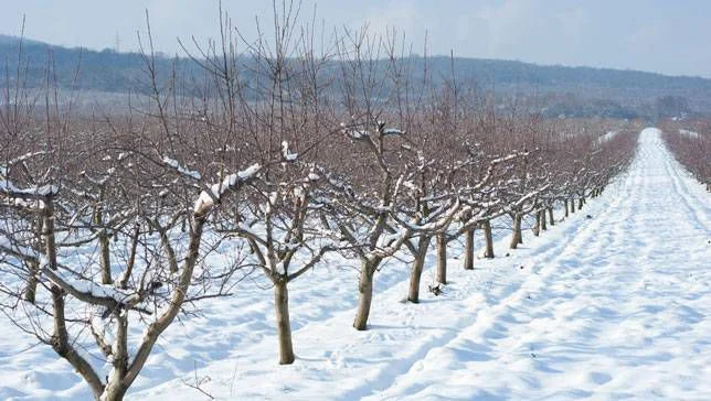 TreesWinter.jpg.653x0_q80_crop-smart.jpg