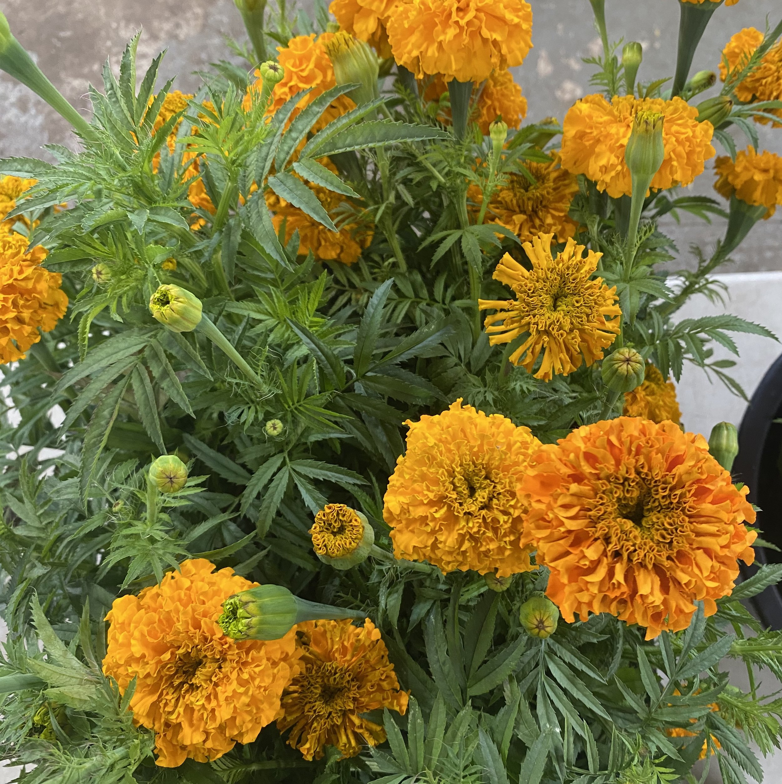 MARIGOLD