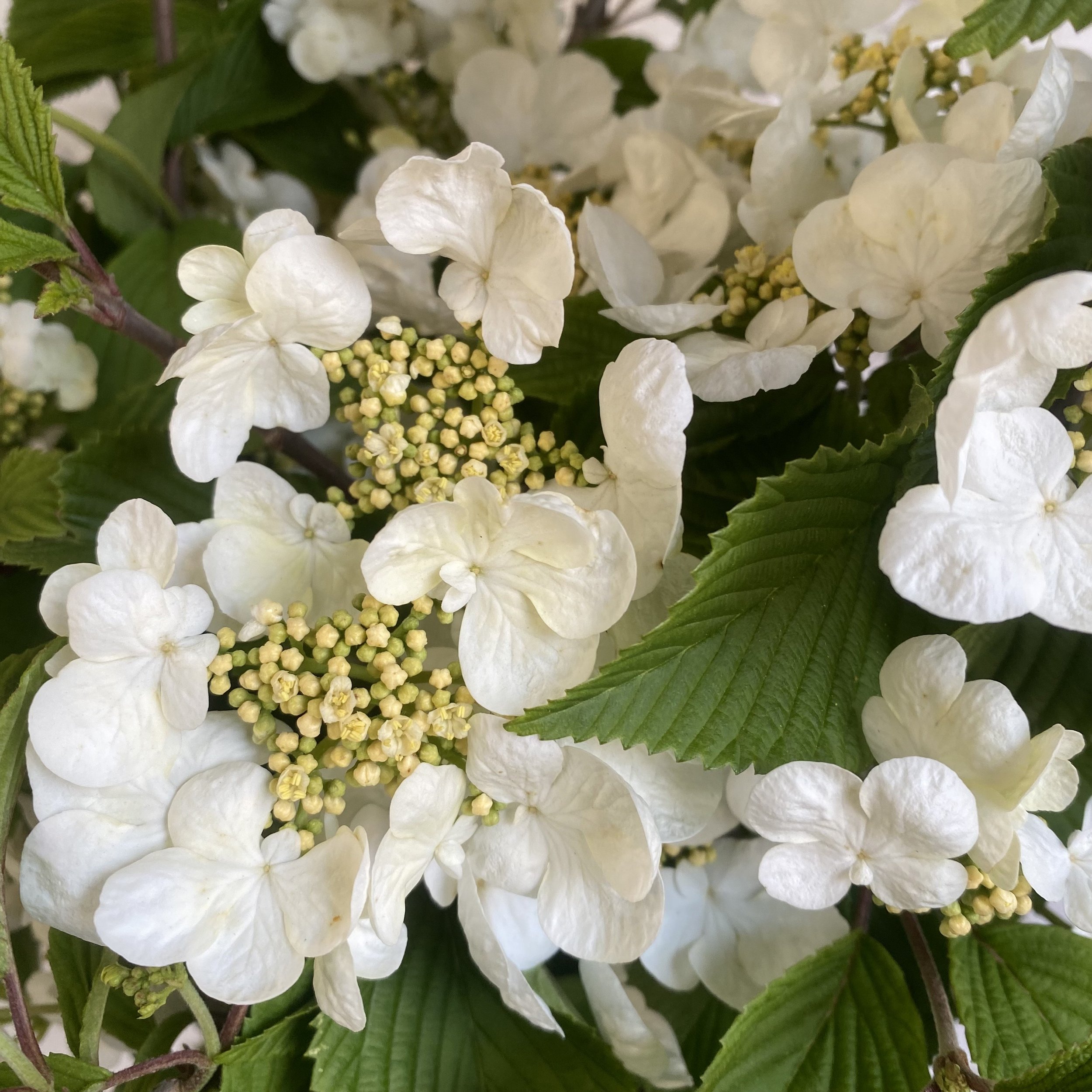 Viburnum 2.jpeg