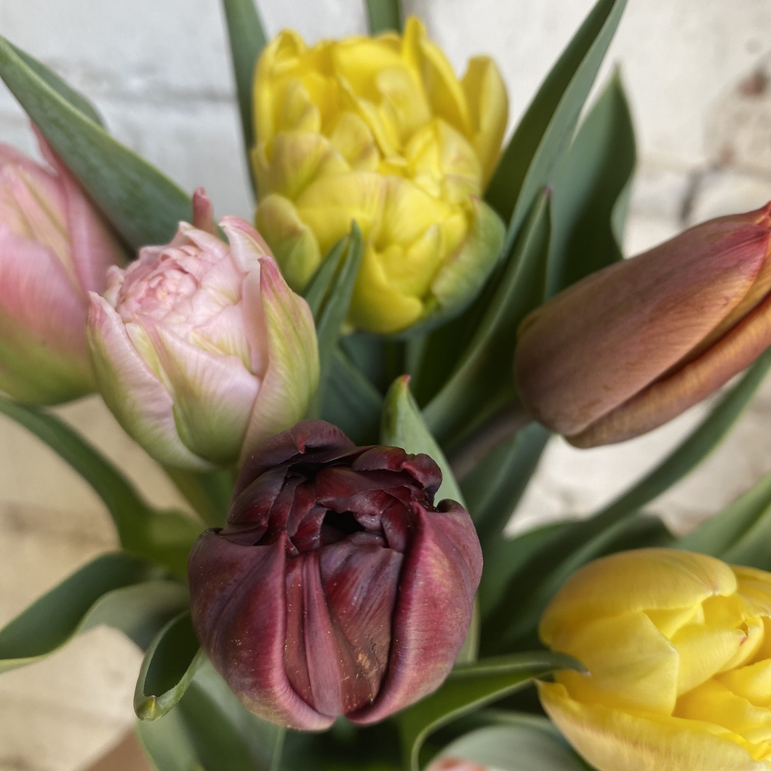 Spring Tulips up close.jpg