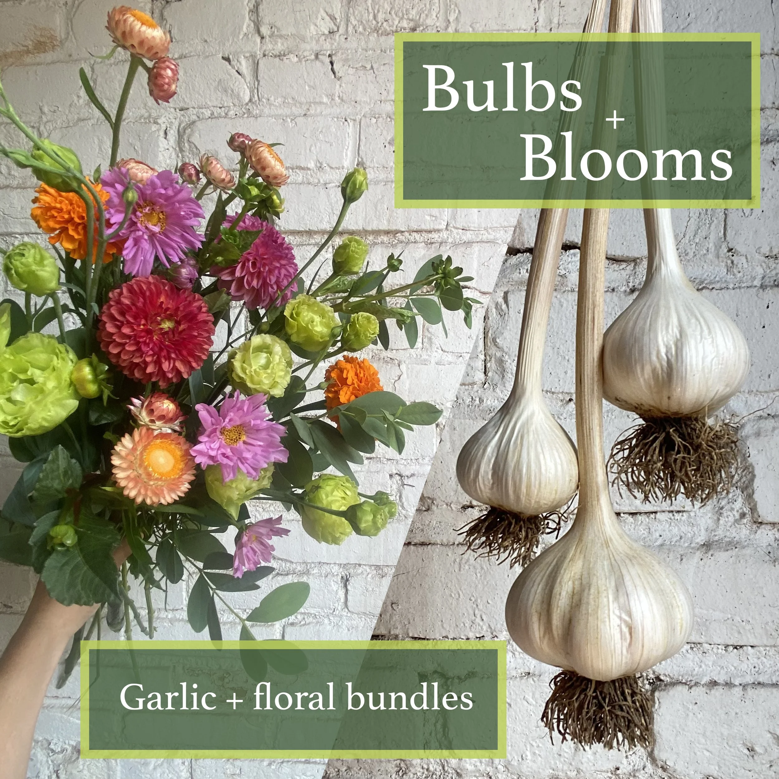 Bulbs + Blooms - Garlic + Floral bundle