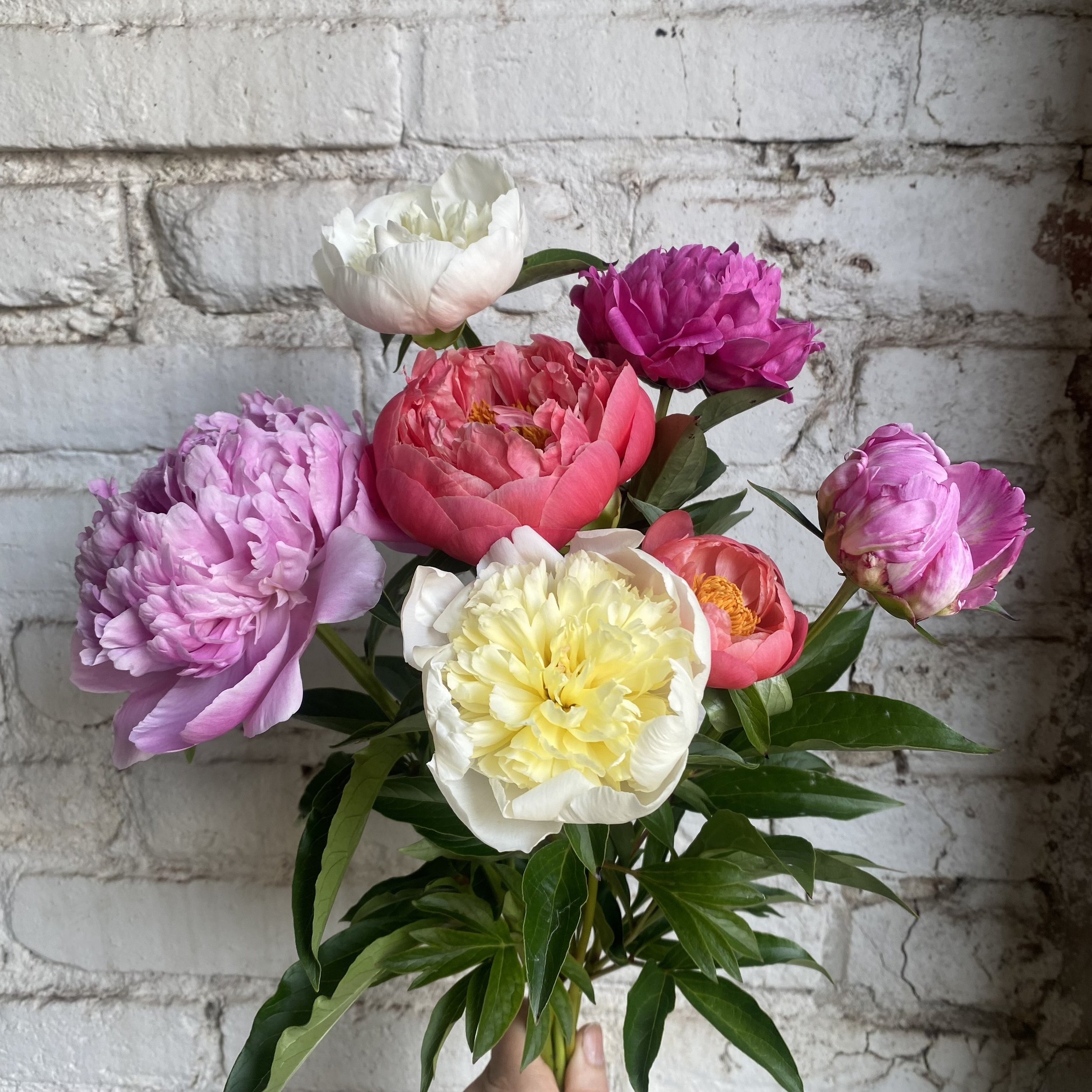 Peonies 2025.jpeg