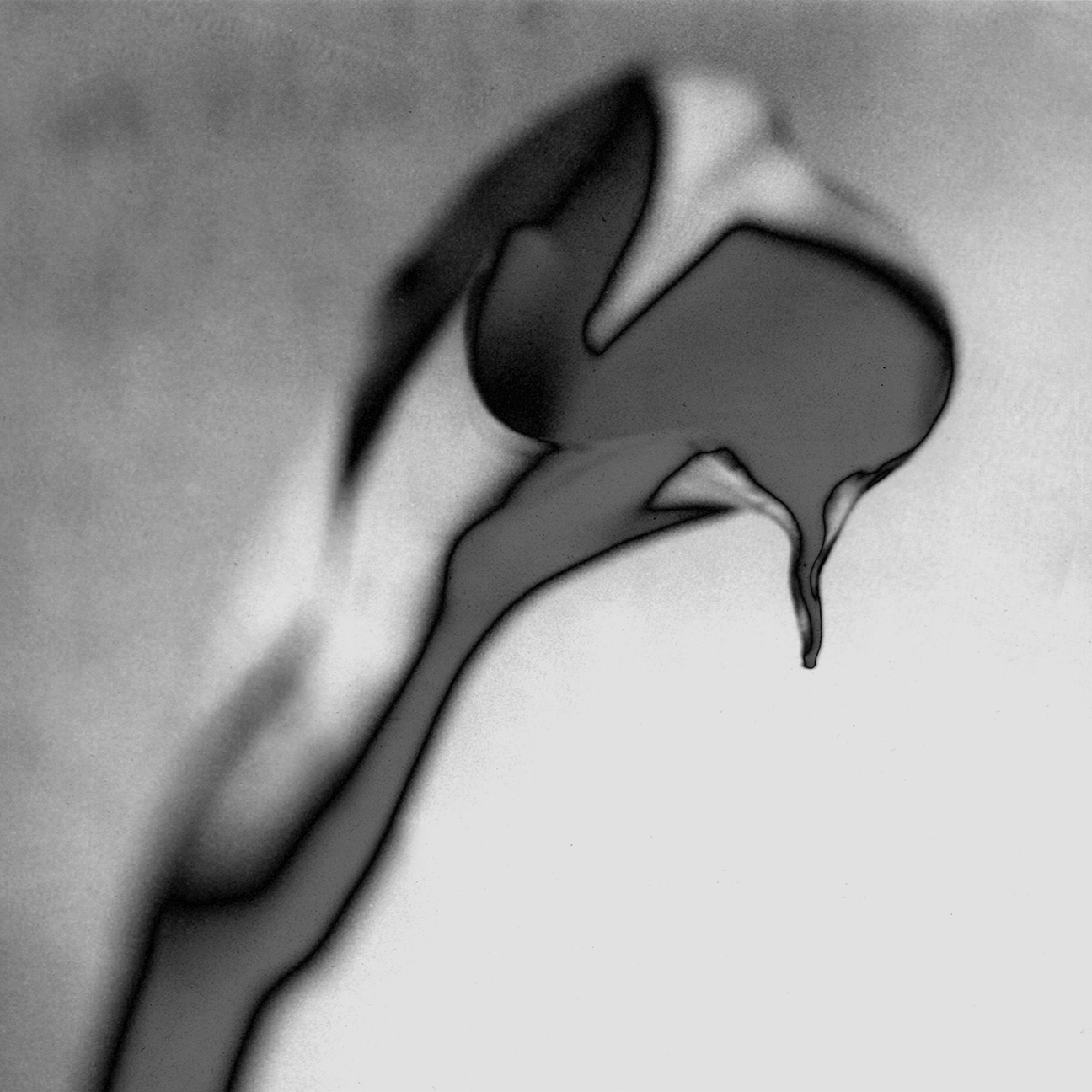 Solarized Cala Lily
