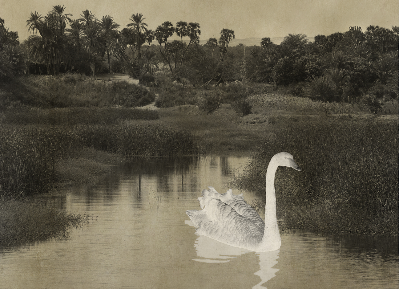 White Swan