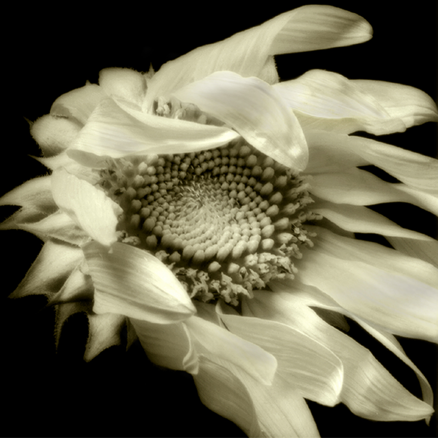 Daisy Study