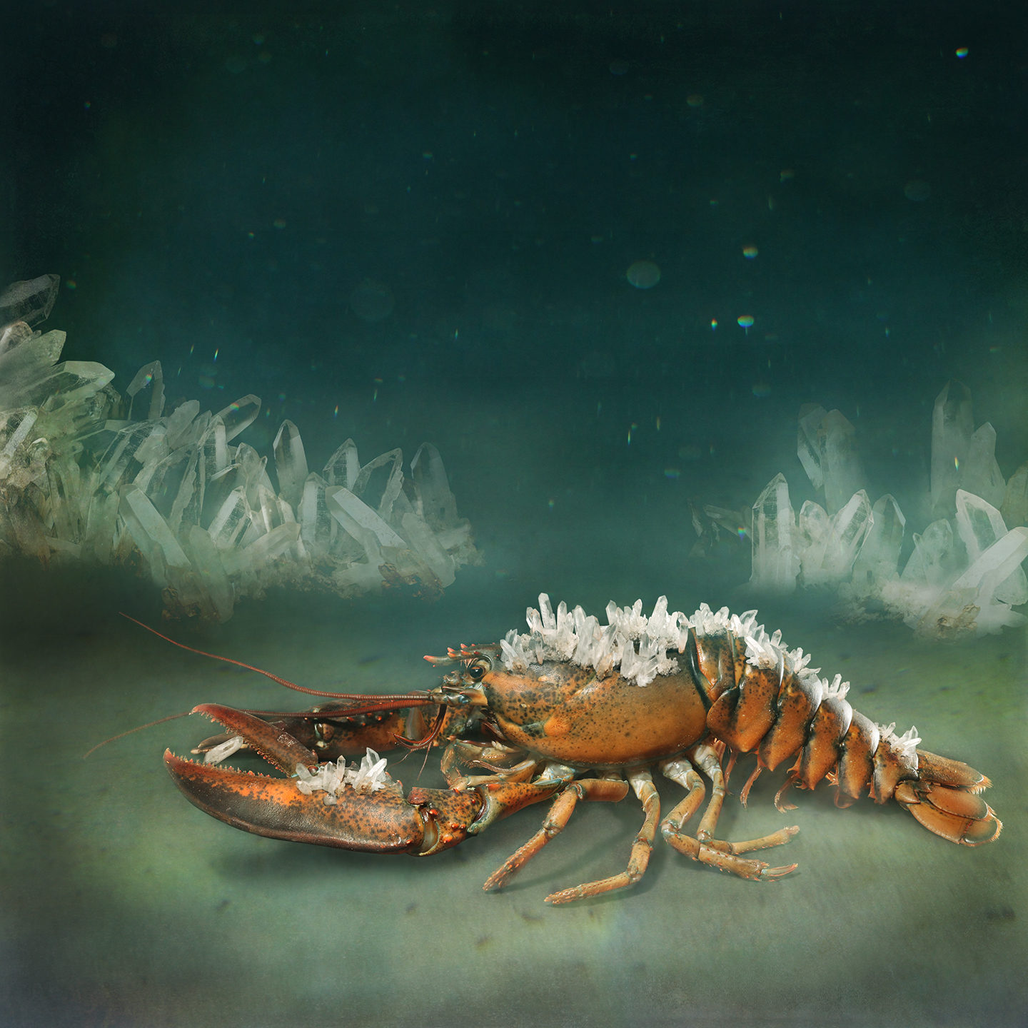 Apologue - The Lobster