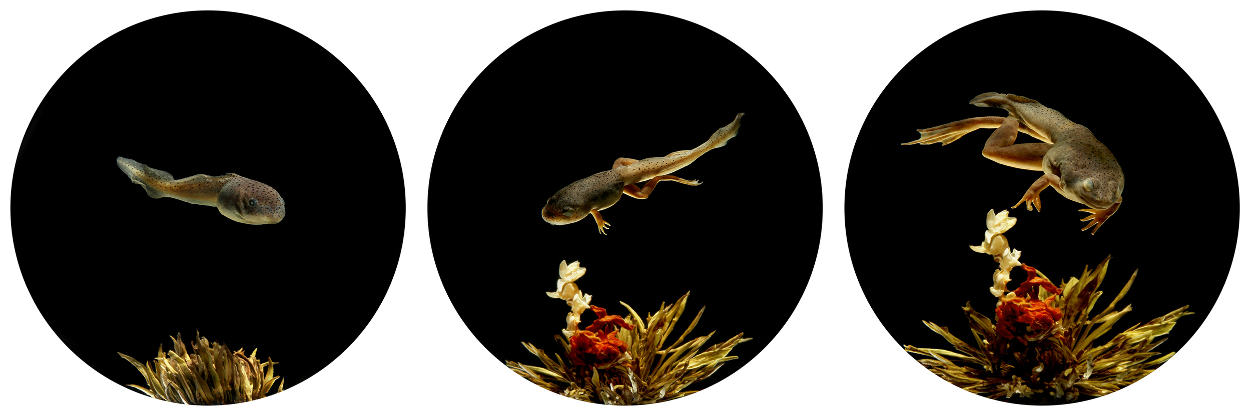 Apologue - The Tadpoles