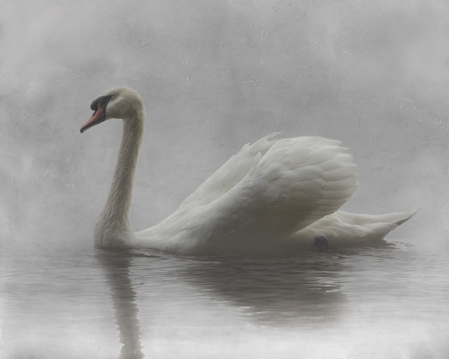 White Swan