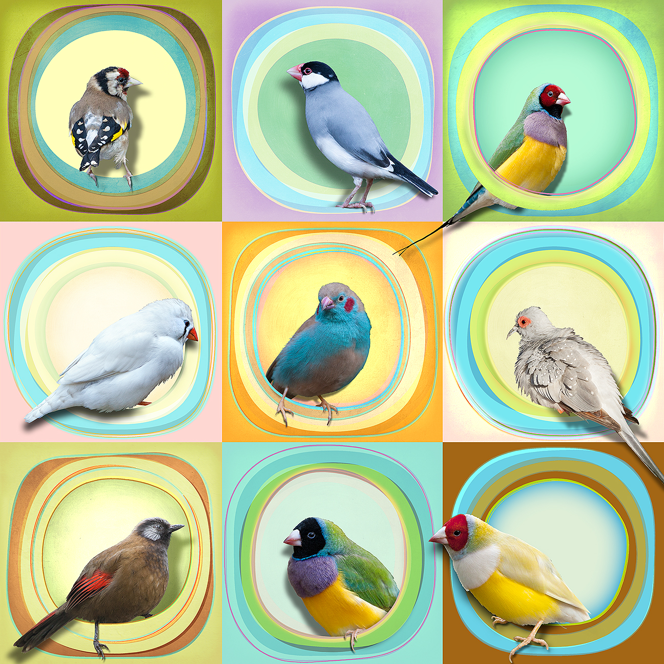 9 Finches - The Blue Canary Show 2016