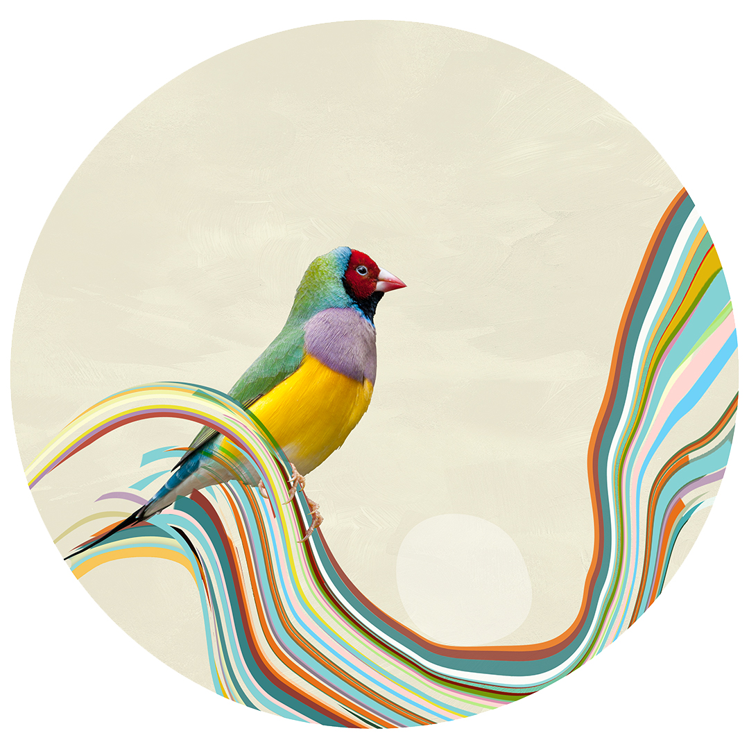 Frequency Finch - Space In Bird 2017