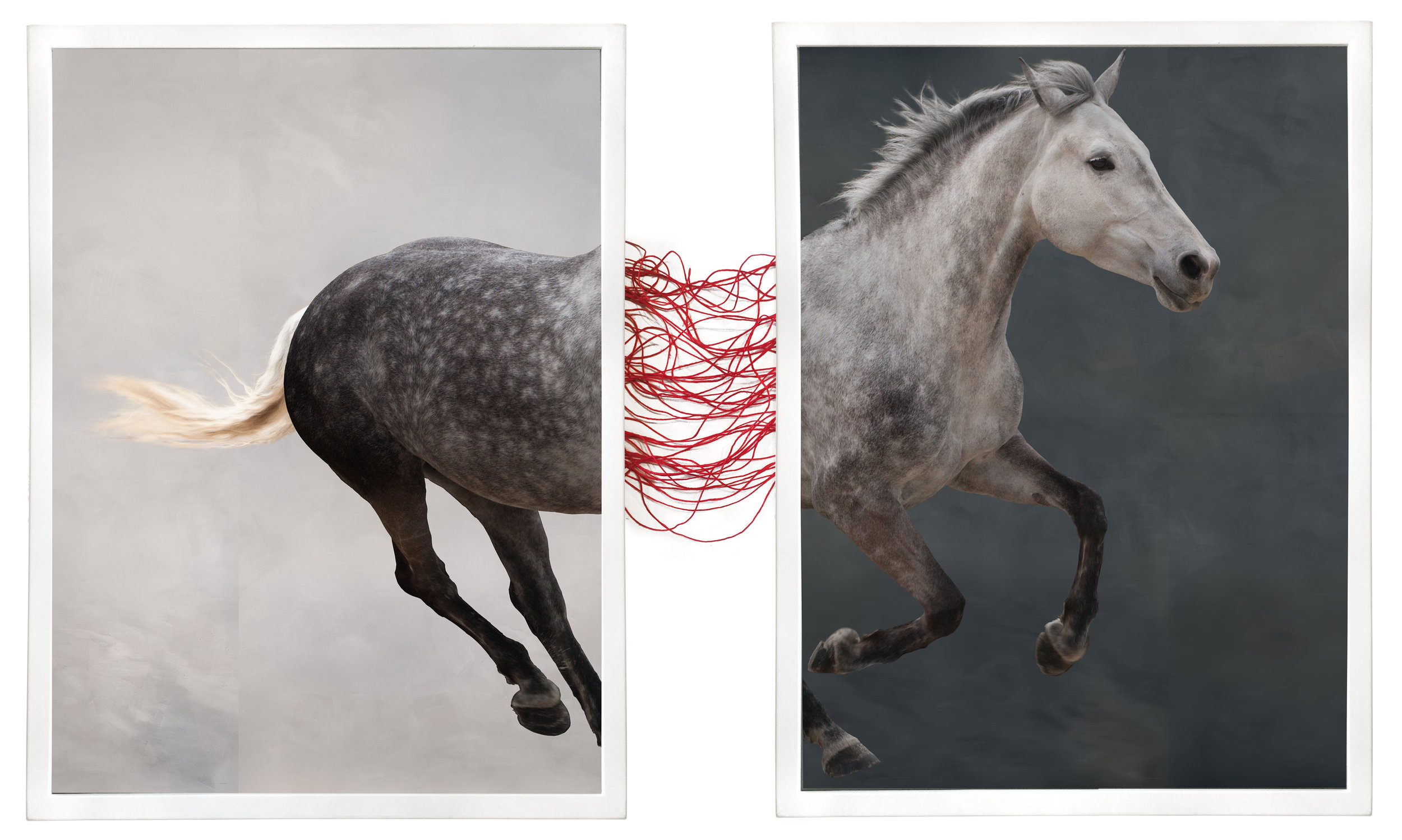 A Horse Divided