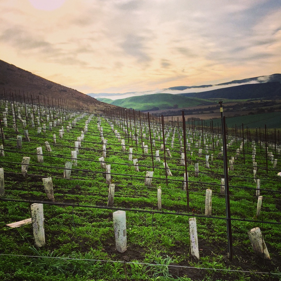 Our new vineyard planting, December 2013.