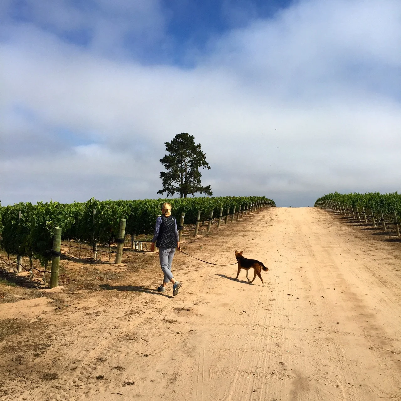 Amy & Bubbles at Presqu'ile Vineyard