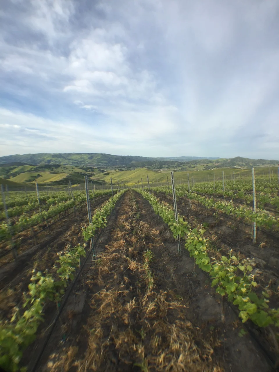 John Sebastiano Vineyard, Sta. Rita Hills