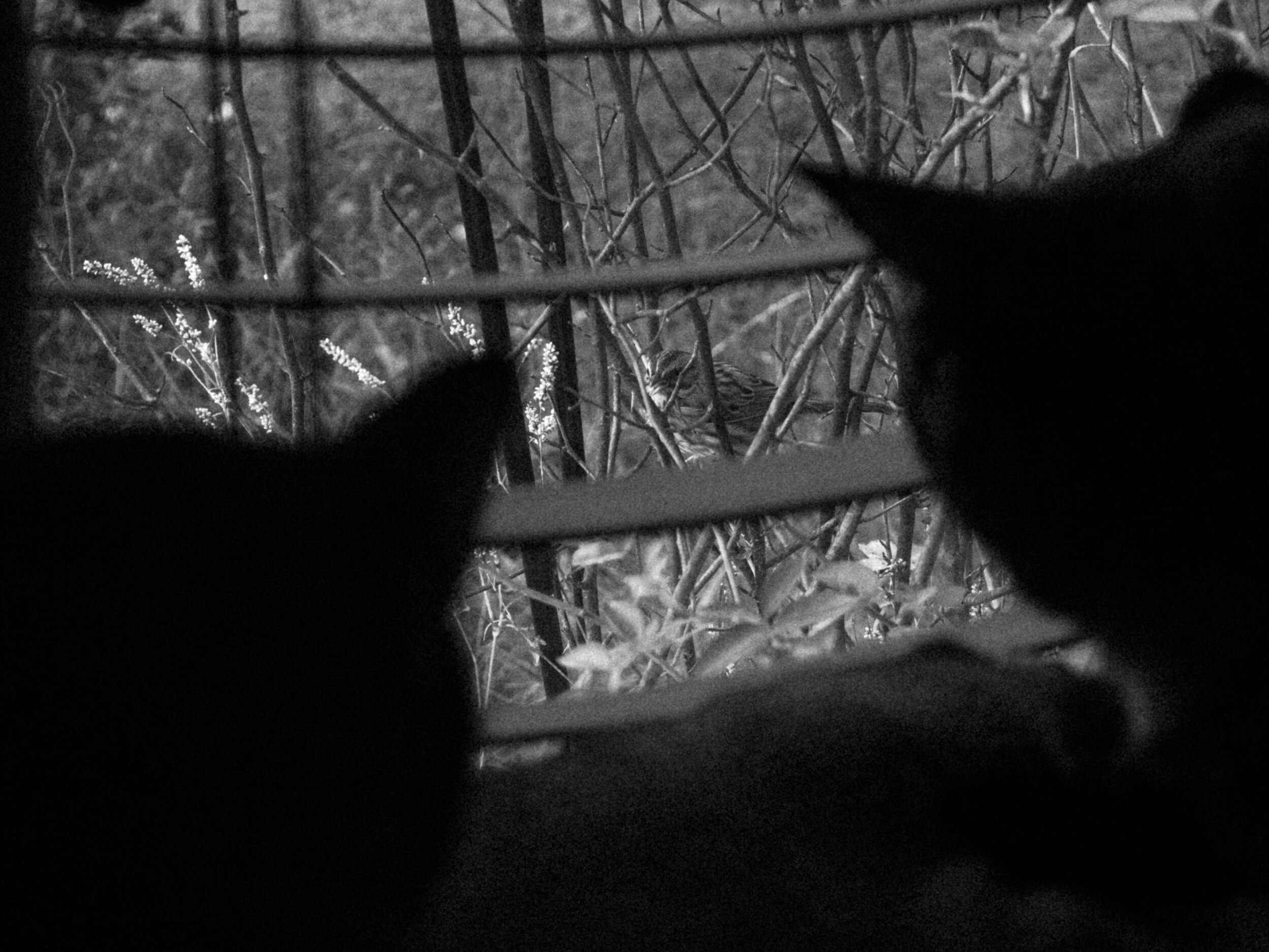 I see you (Photograph on Metal. Flat mount) 8" x 12"