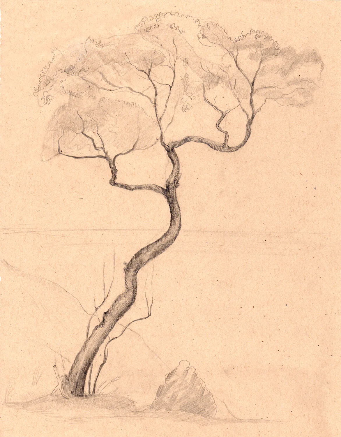 drawing-sketch-tree.jpg