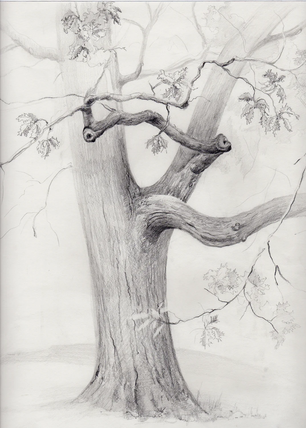 drawing-sketch-tree-oak-NYBG-branches.jpg