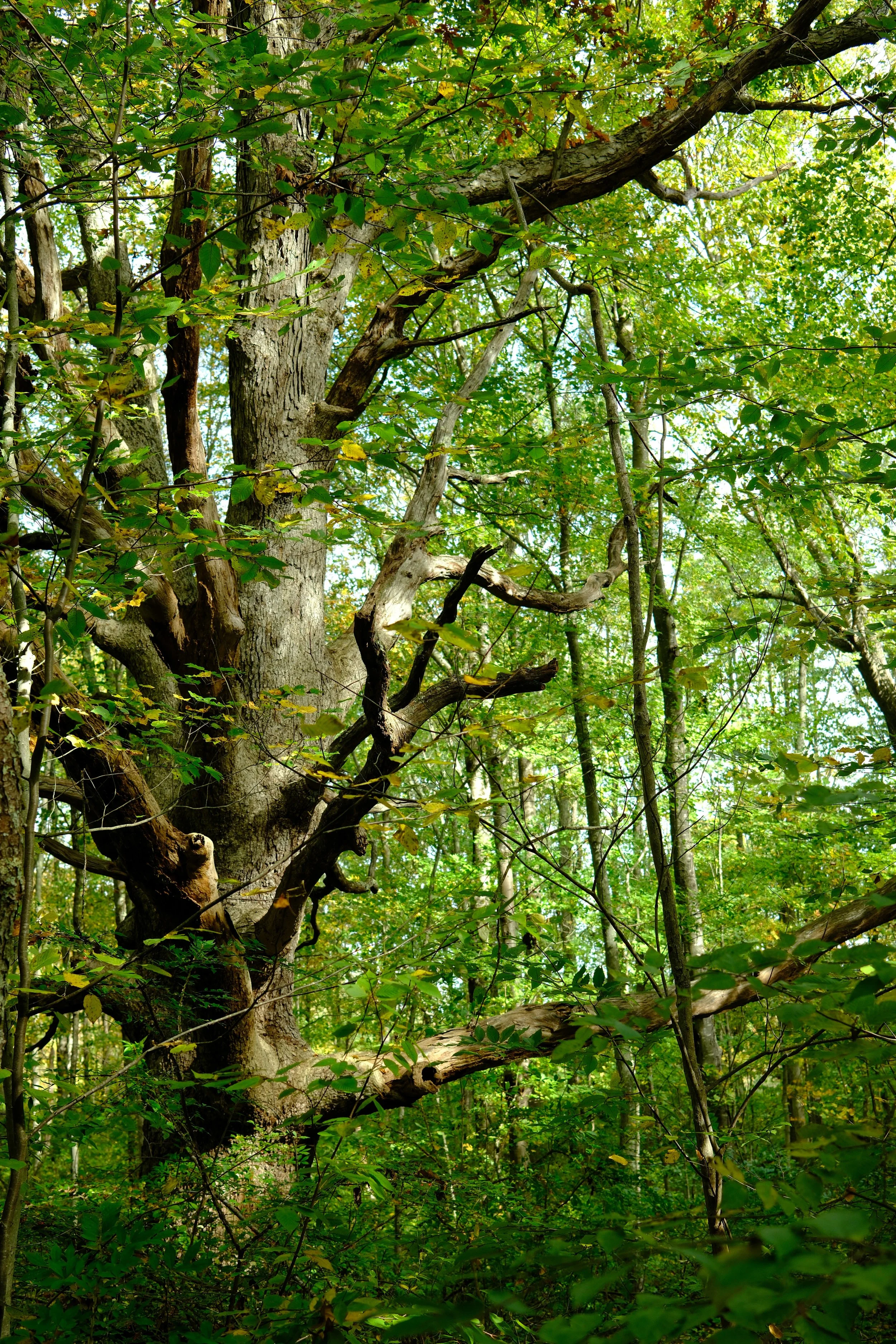 tree1-6.jpg