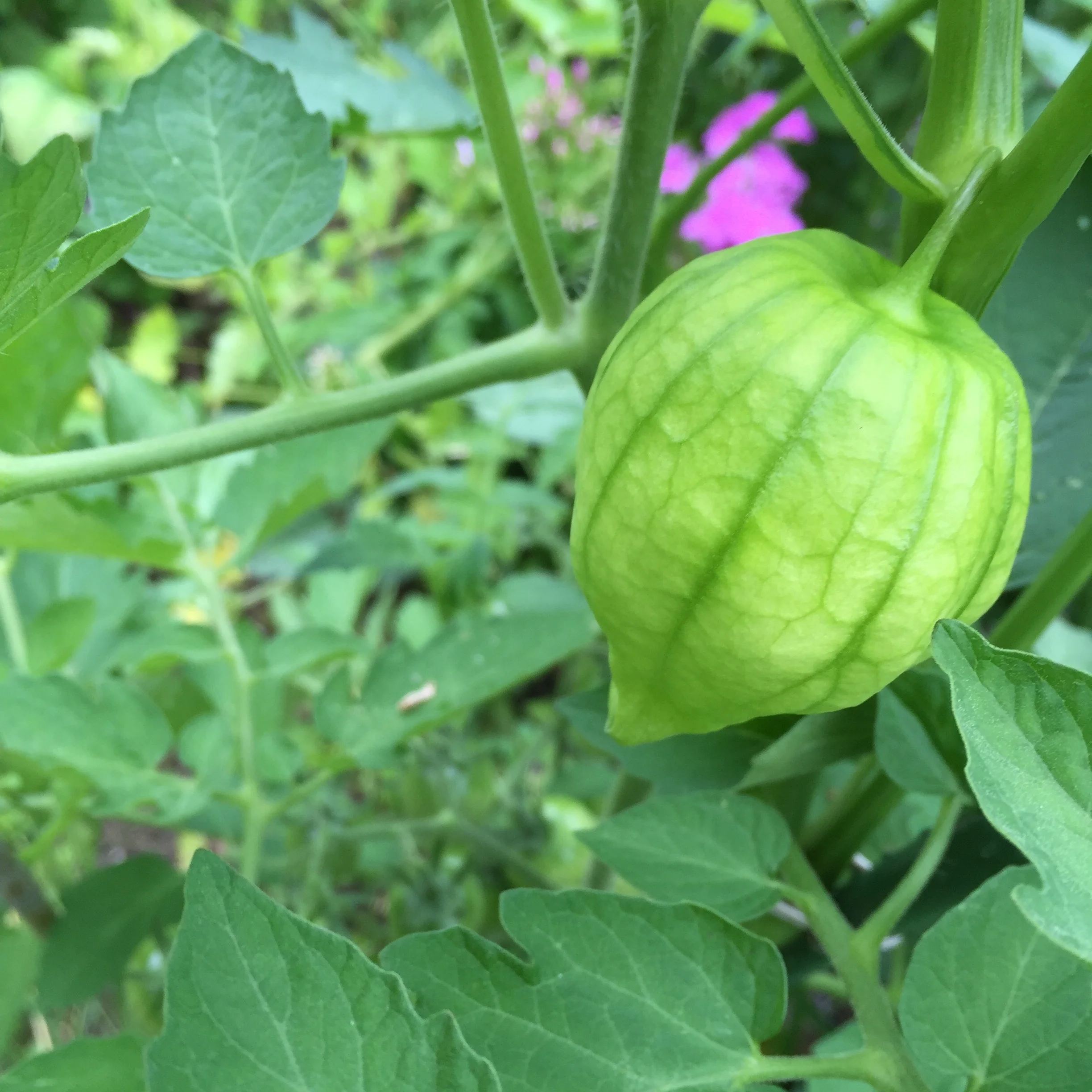 Tomatillos growing in the garden. They have a paper like outside that you peel off, revealing a smooth green fruit inside. I think they look a little like little lanterns.