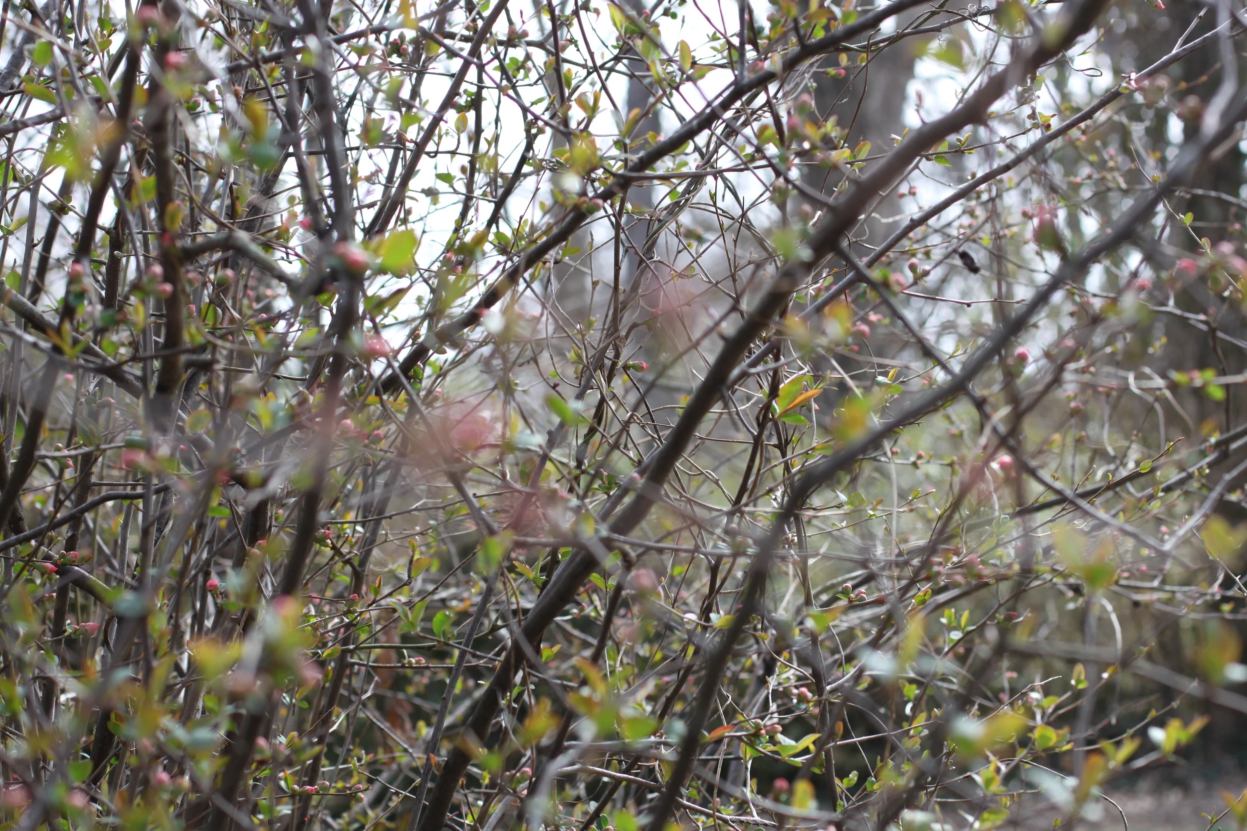 first signs of spring | madeline made