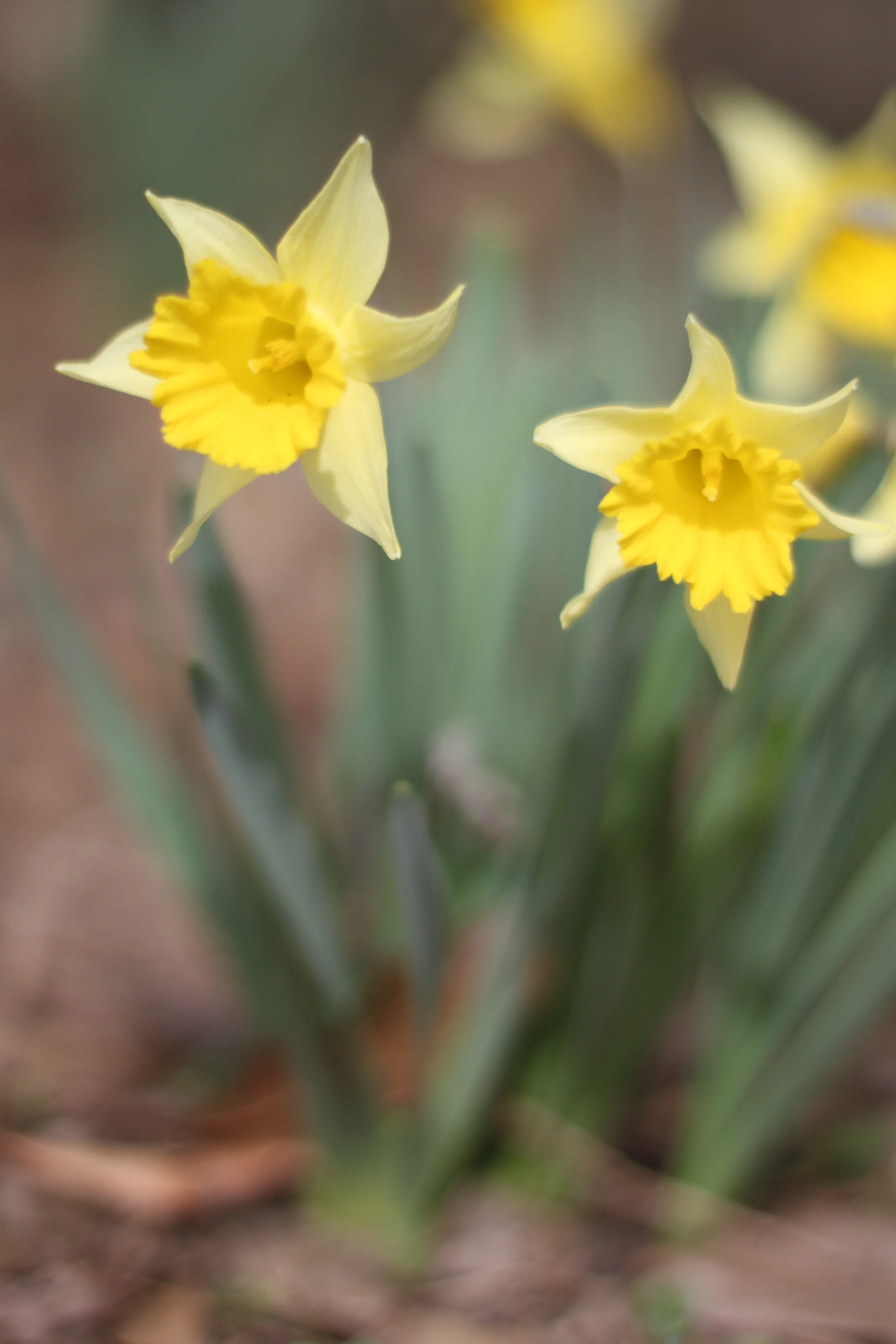 first signs of spring | madeline made