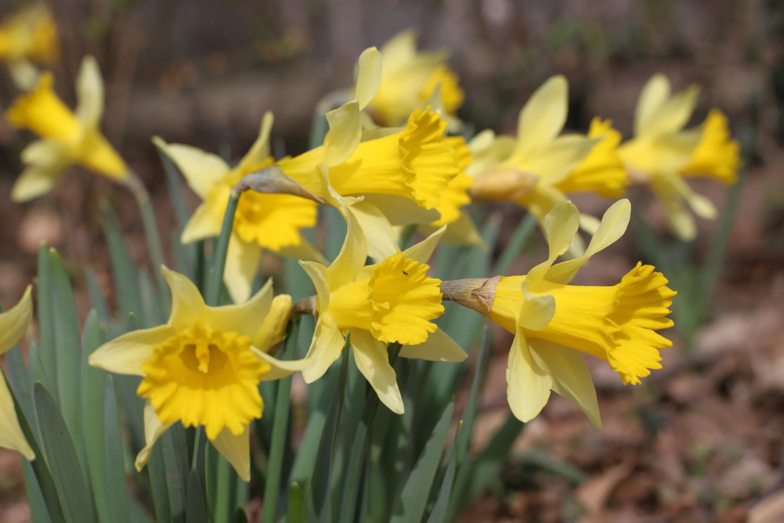first signs of spring | madeline made