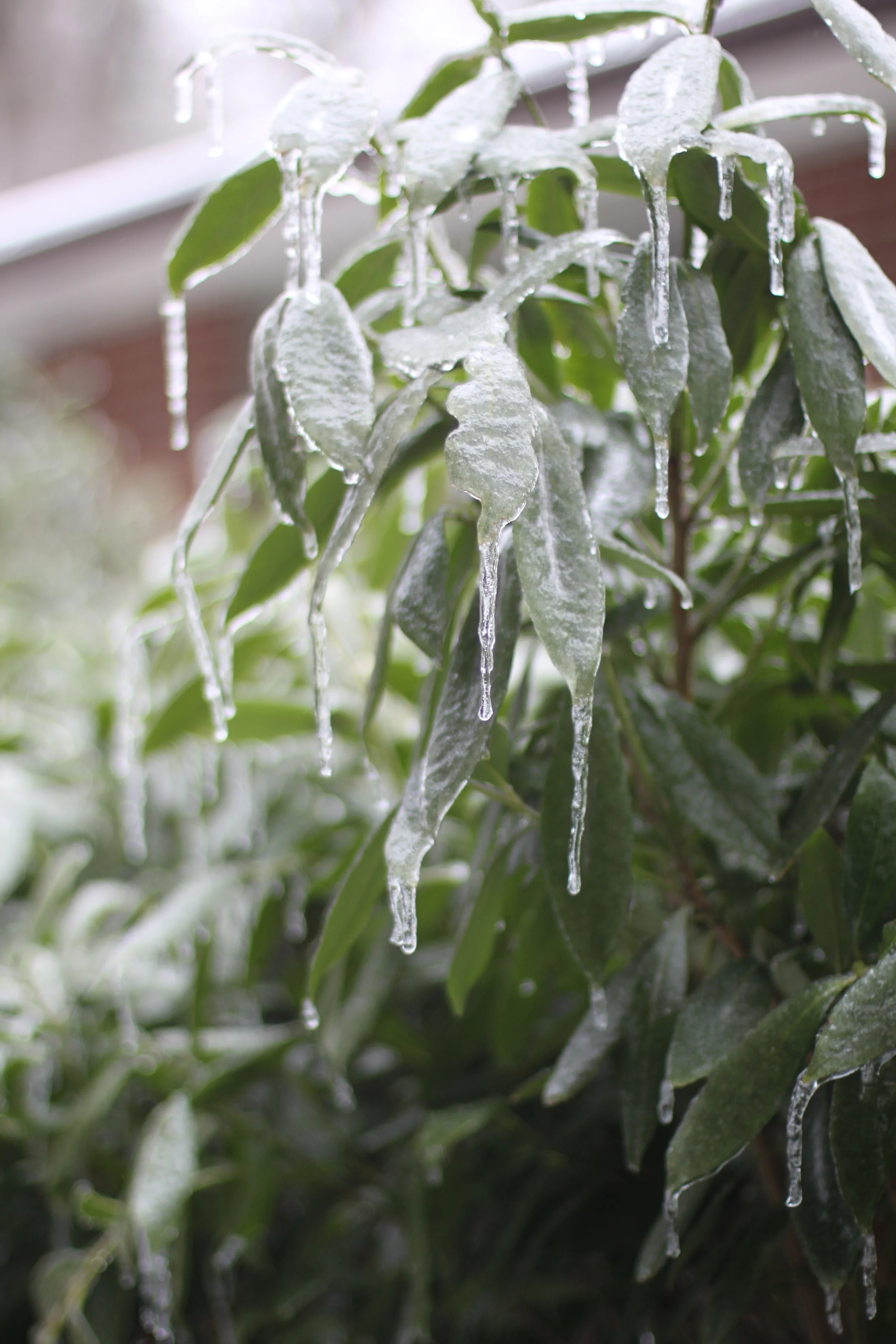 ice storm | madeline made