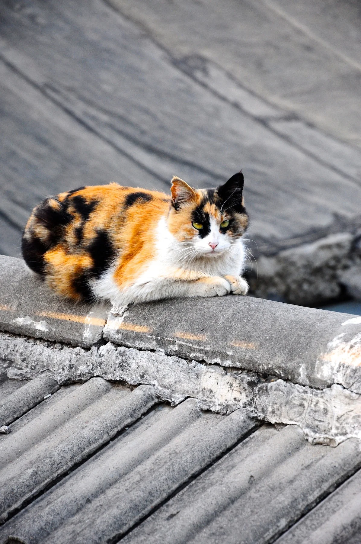 DSC_0301.jpg