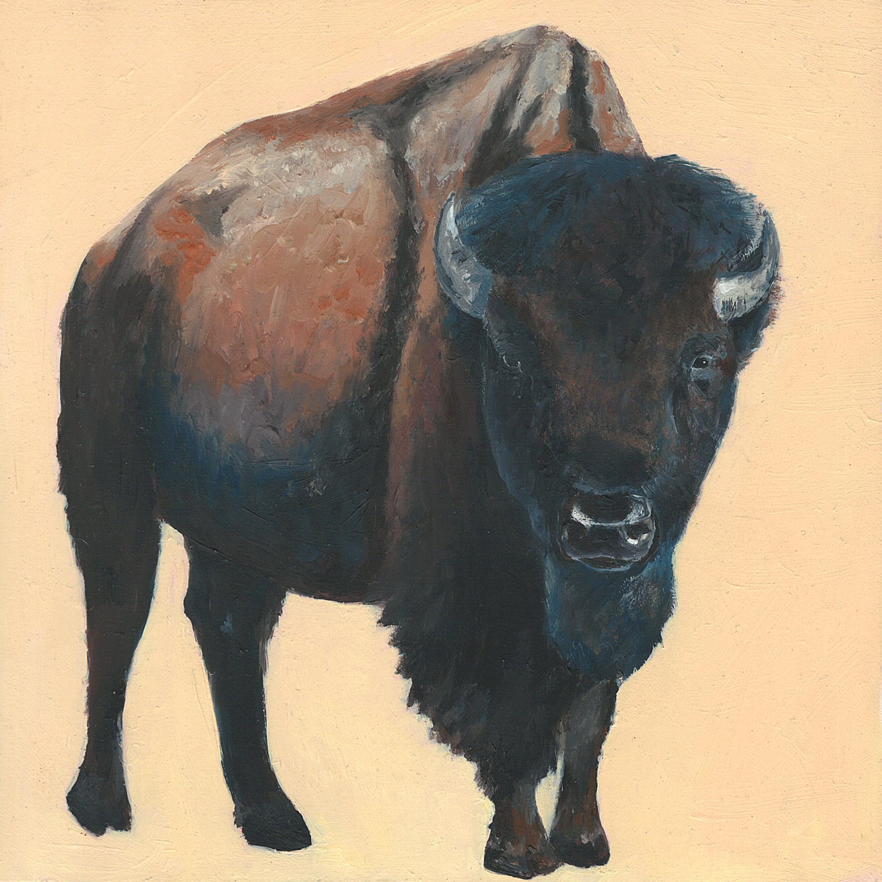 american bison.jpg