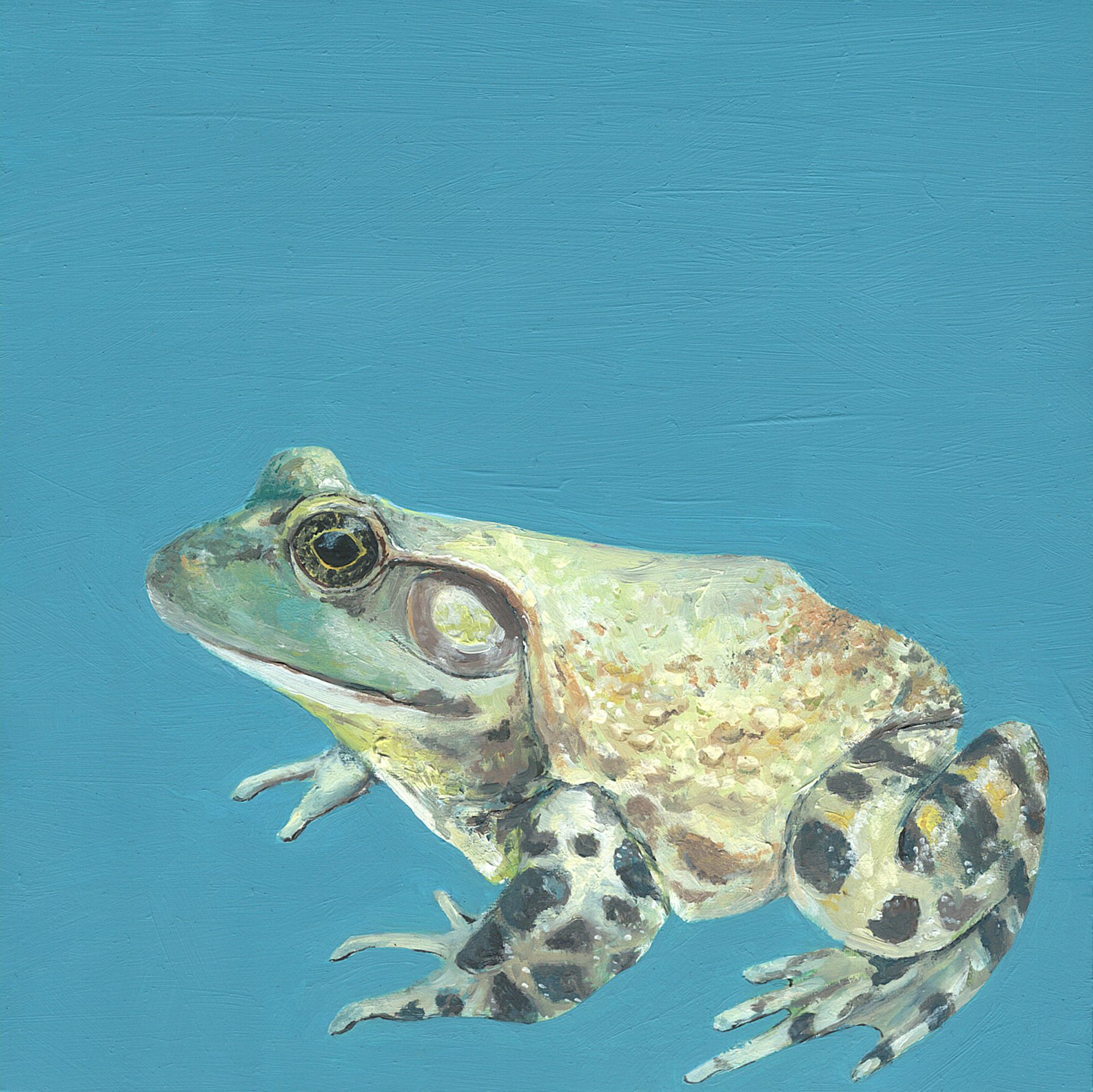 american bull frog.jpg