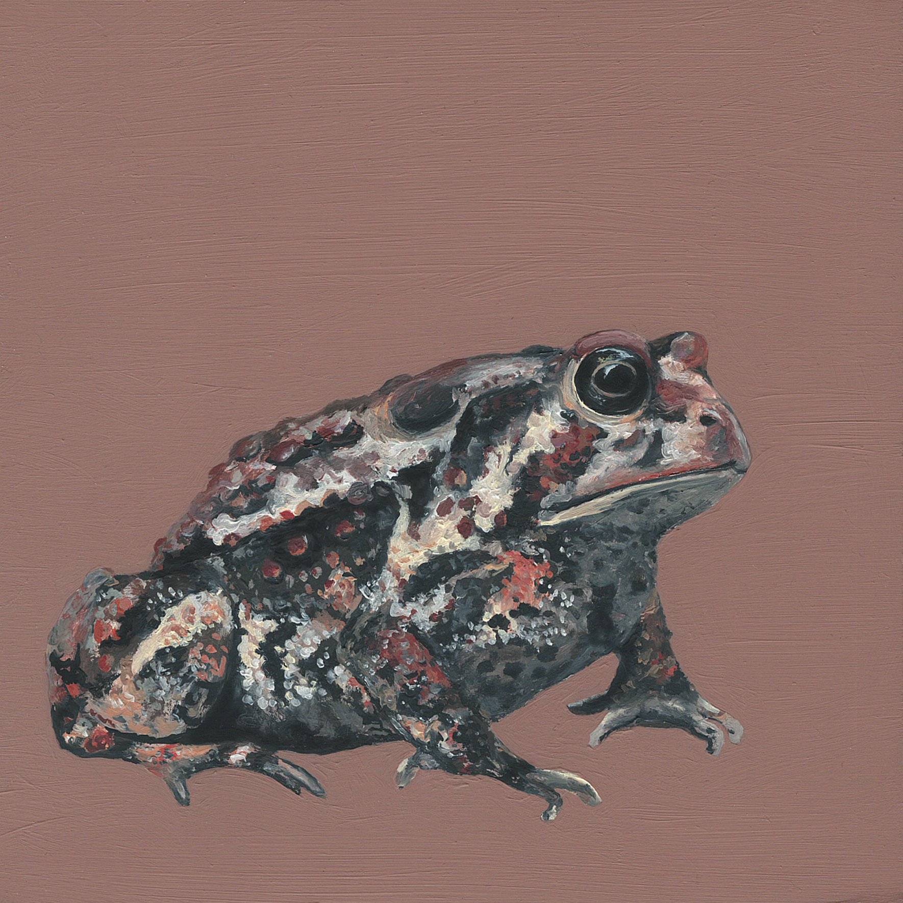 american toad.jpg