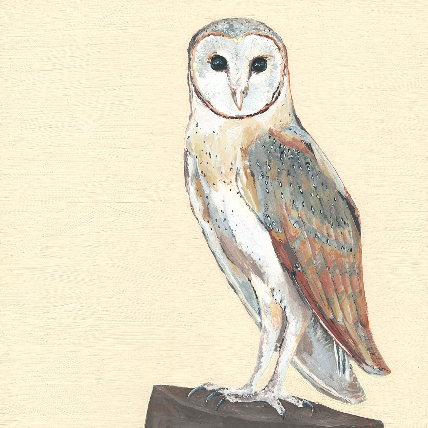 barn owl.jpg