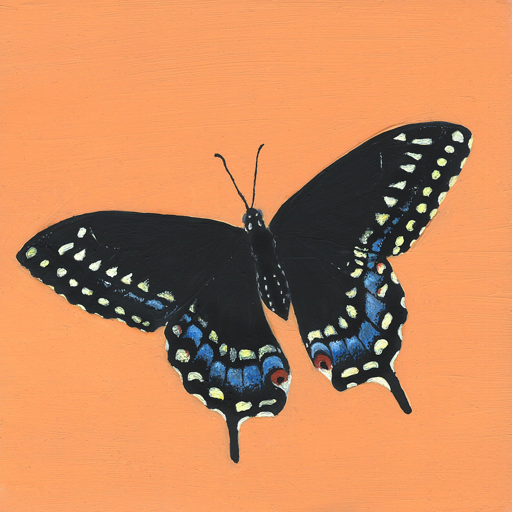 black swallowtail.jpg