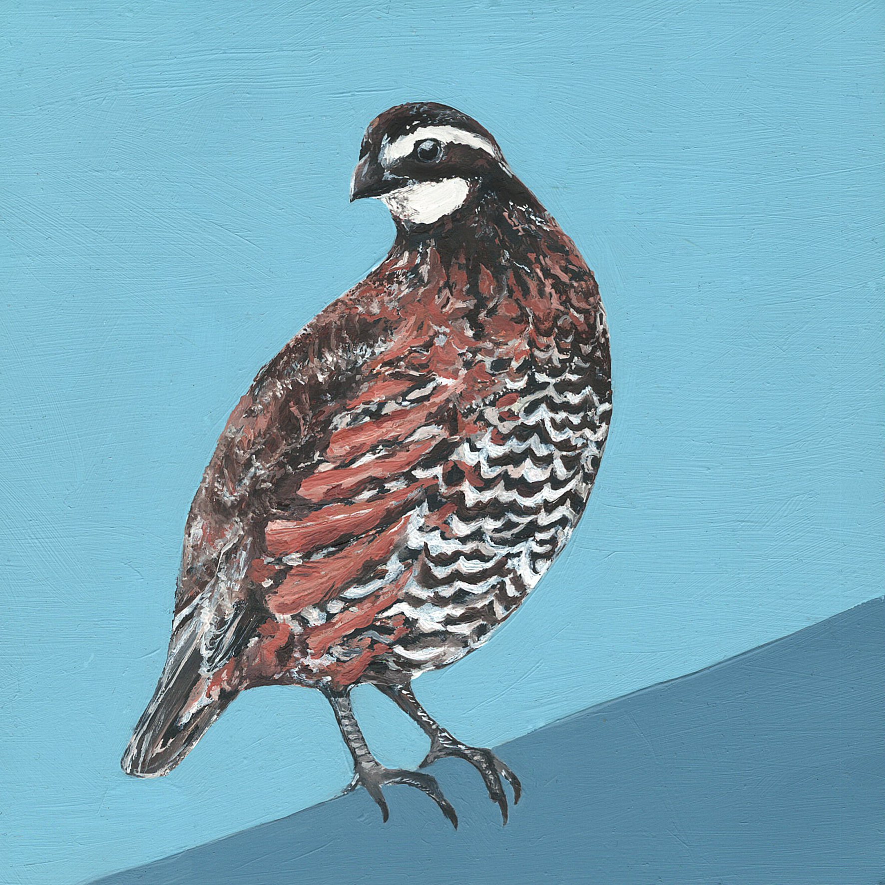 bob white quail.jpg